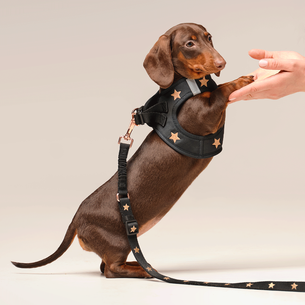 SoHo Dog Harness - Rockstar