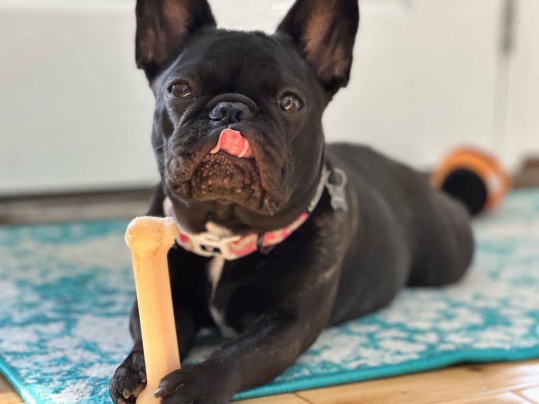 Nylabone DuraChew Original Blister Card Regular