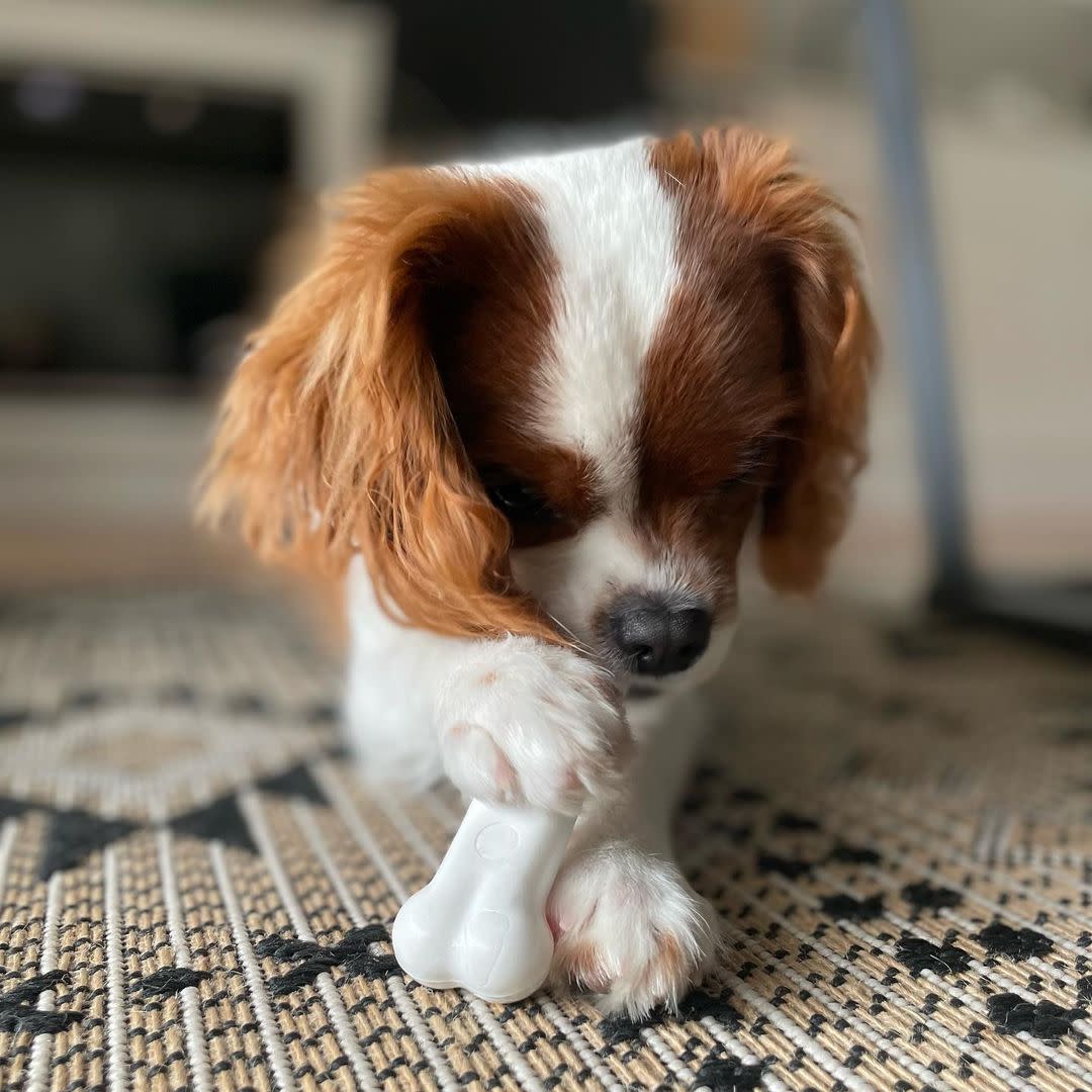 Nylabone DuraChew Chicken Blister Card Regular