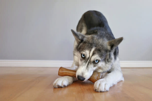 Nylabone Just for Puppies Teething Chew Classic Bone Chicken, 1ea/XL/Souper 50 Lbs. 1 ct