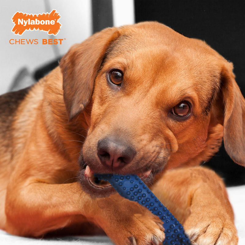Nylabone Moderate Chew Textured Dog Dental Chew Toy Chicken, Blue, 1ea/Medium/Wolf Up To 35 Lbs. 1 ct