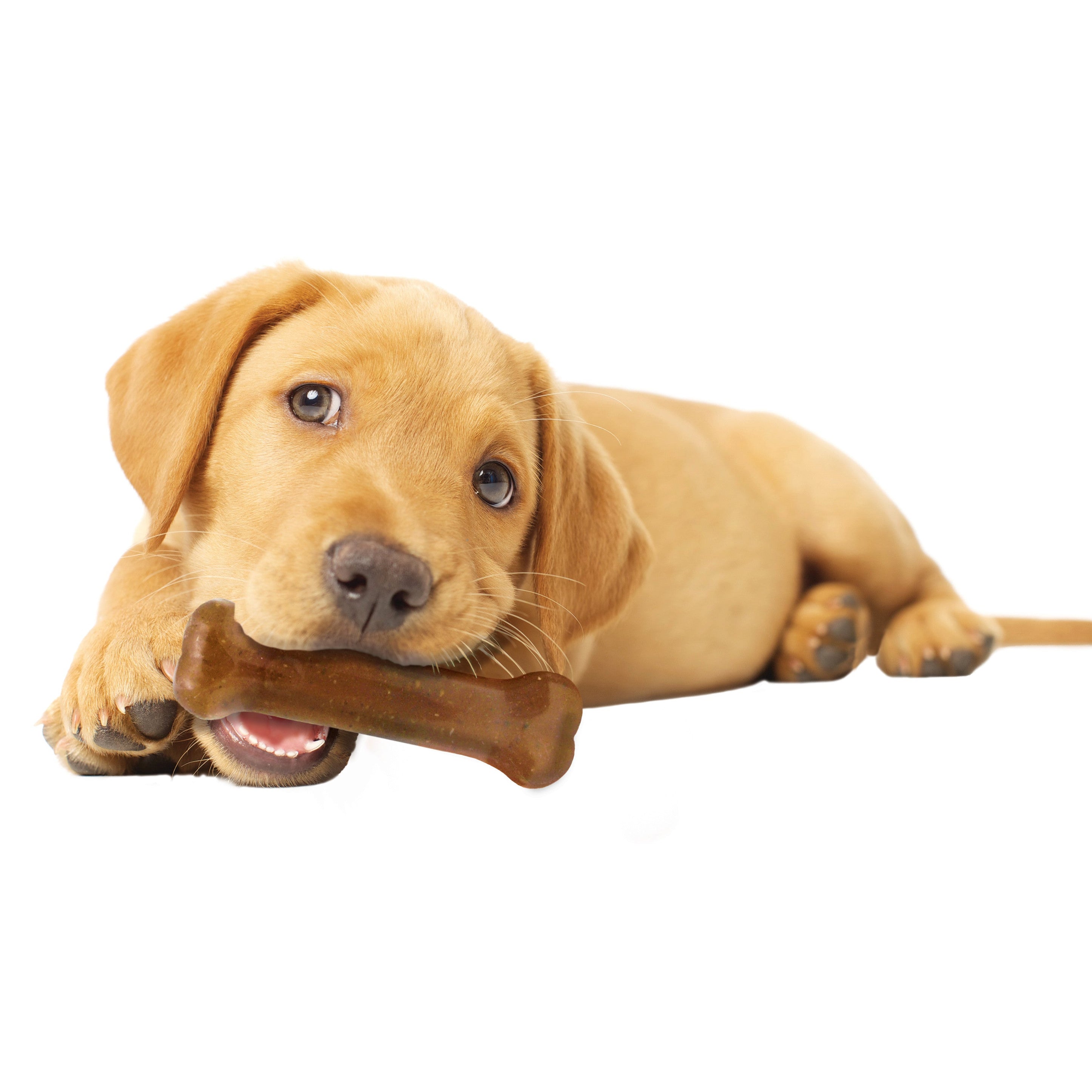 Nylabone Puppy Starter Kit Dog Chew Toys Treat Chicken Bacon, 1ea/SMall/Regular Up To 25 Ibs. 3 ct