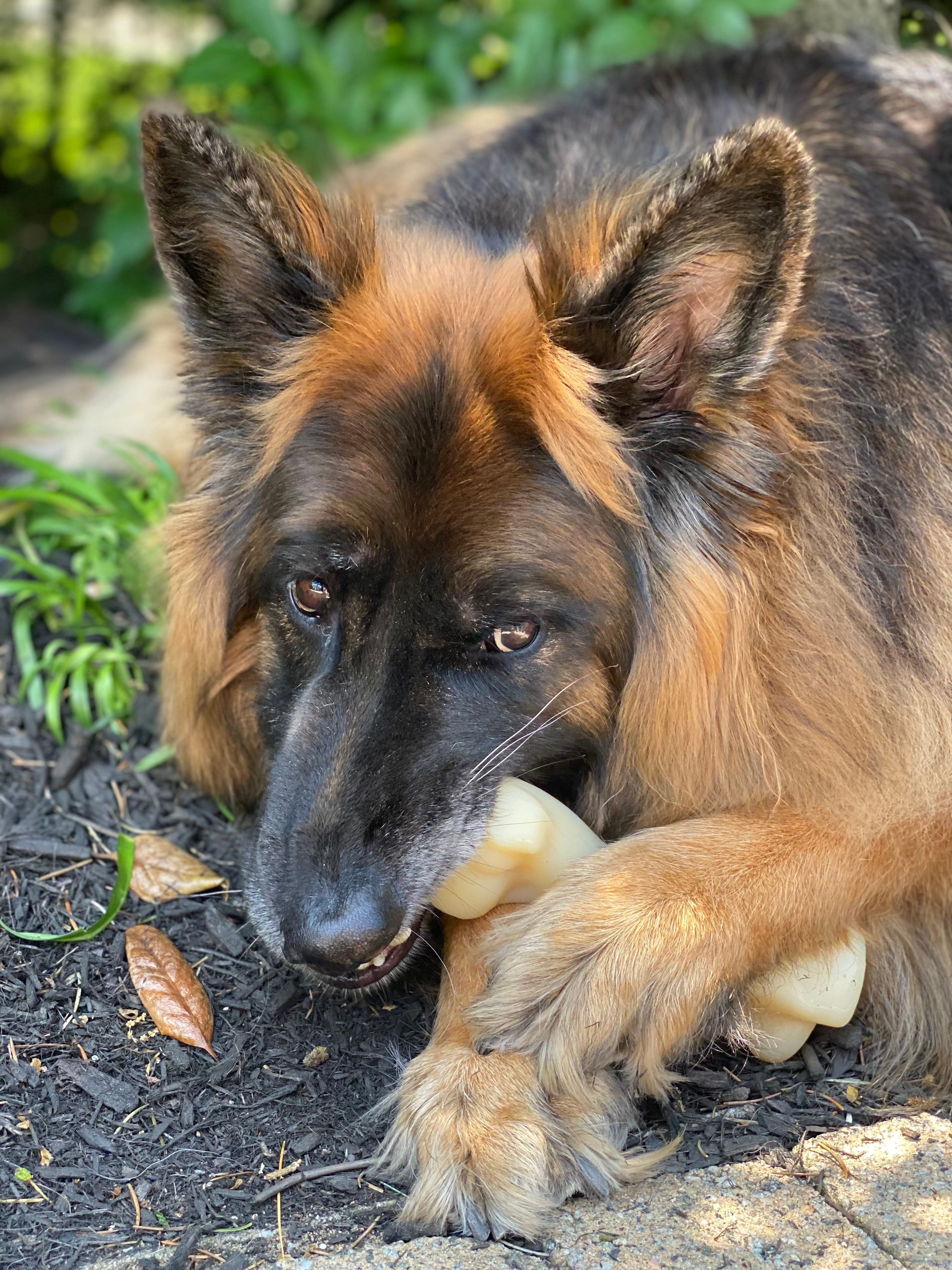Nylabone Power Chew Femur Bone BIG Dog Chew Toy Chicken, 1ea/XXL/Monster 50 Lbs. 1 ct