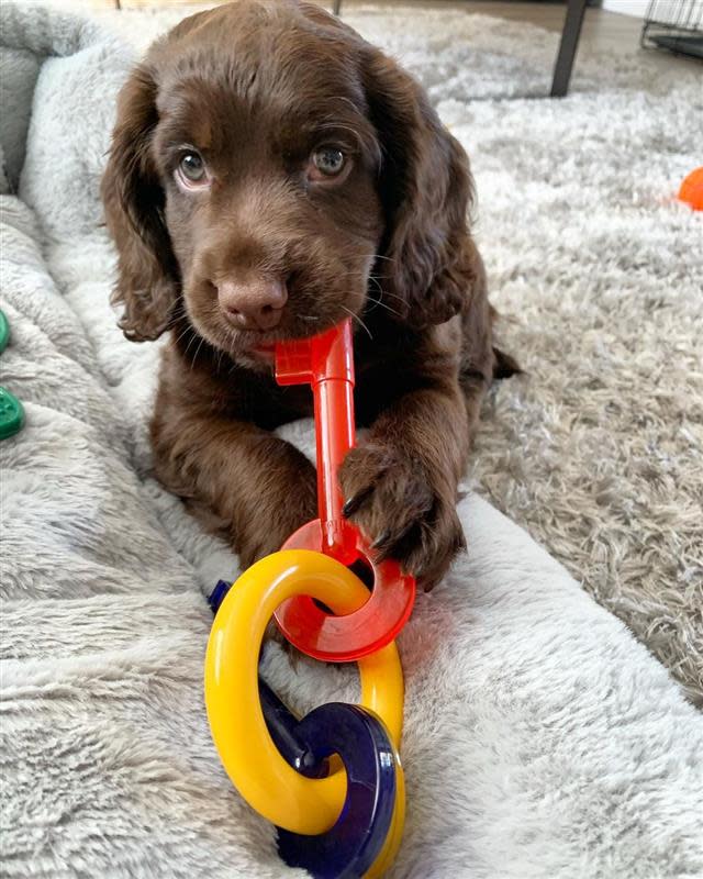 Nylabone Puppy Teething Keys Large