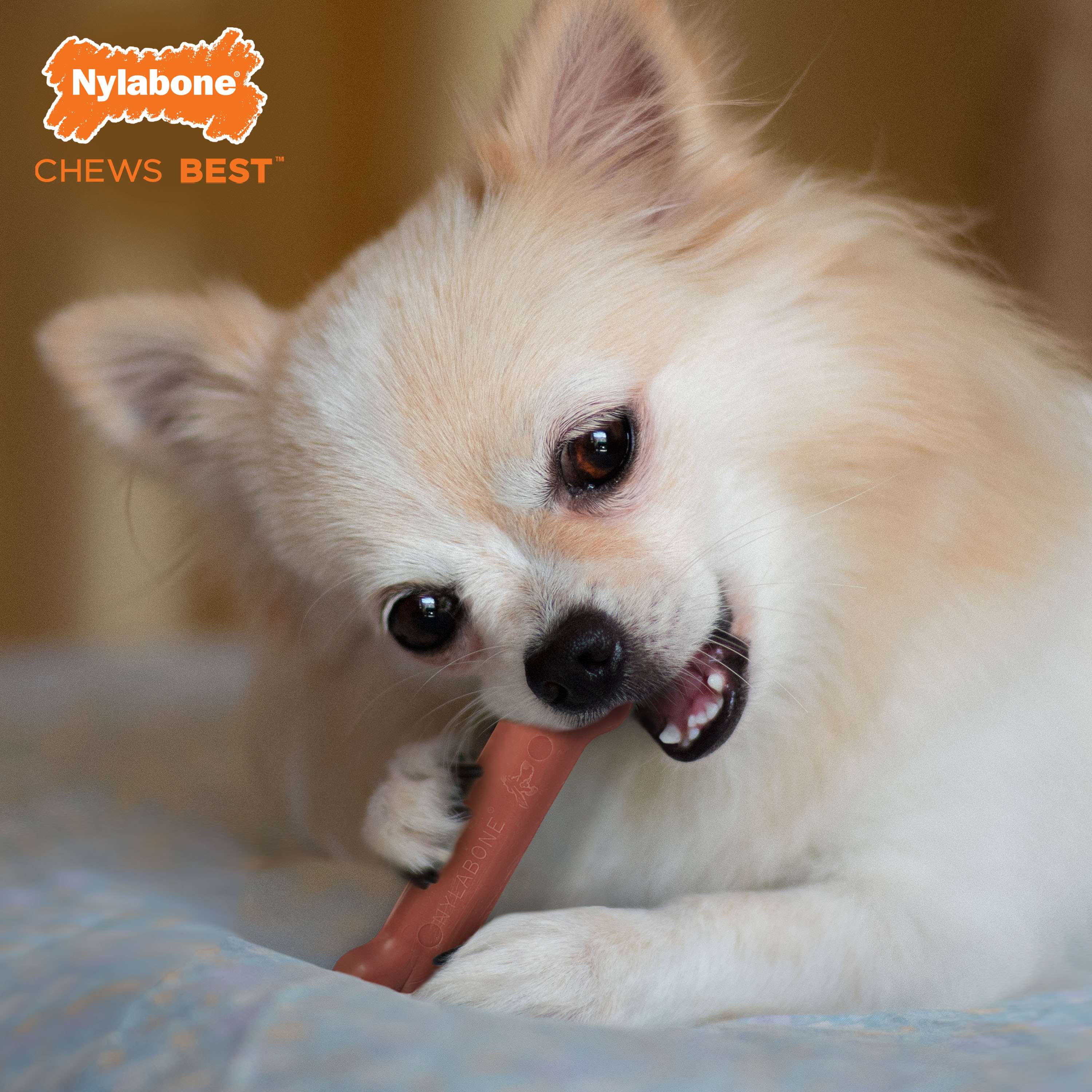 Nylabone Power Chew Dog Toy Bacon, 1ea/XS/Petite Up To 15 Lbs. 1 ct