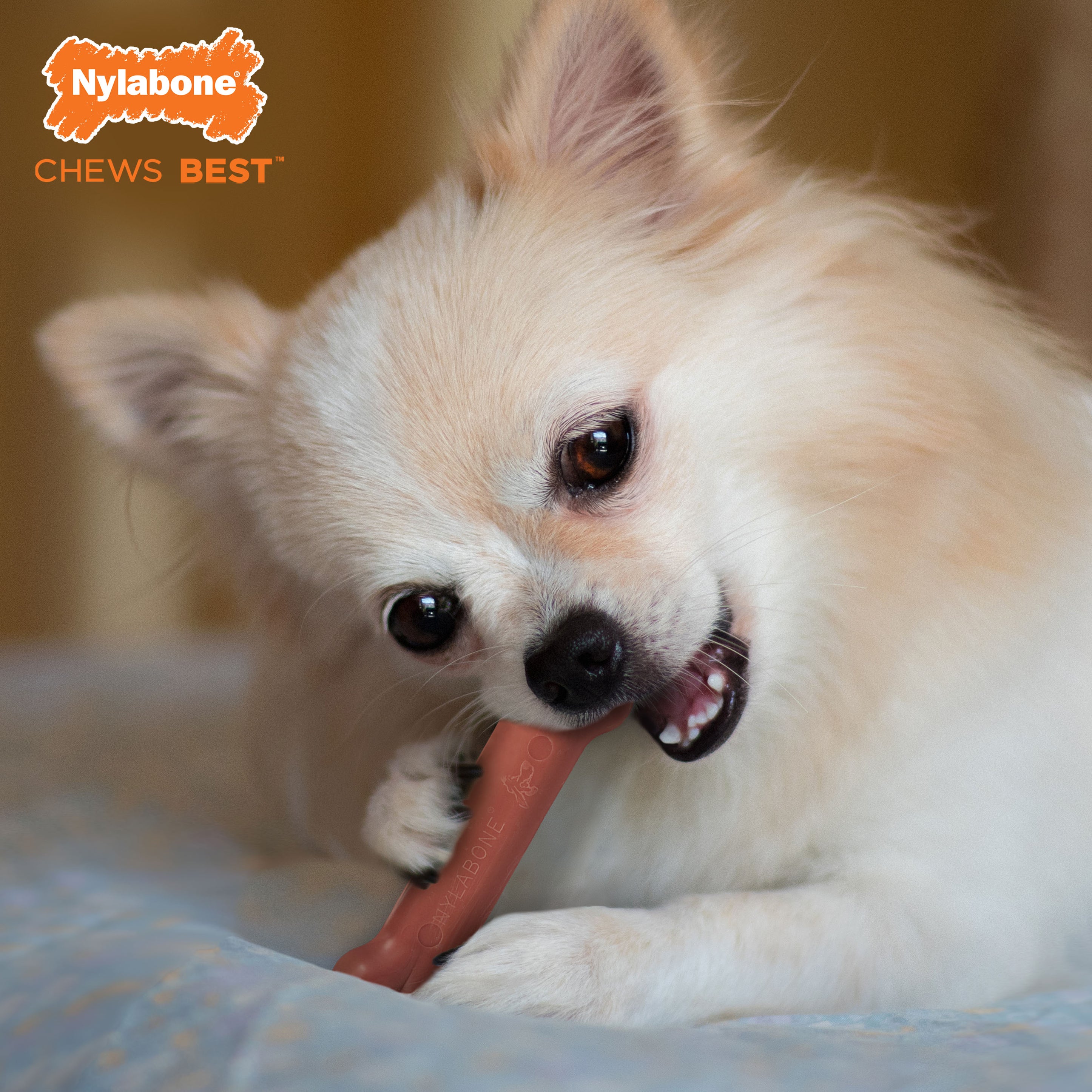 Nylabone Power Chew Dog Toy Bacon, 1ea/XS/Petite Up To 15 Lbs. 1 ct