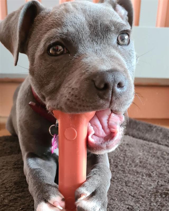 Nylabone DuraChew Bacon Blister Card Wolf