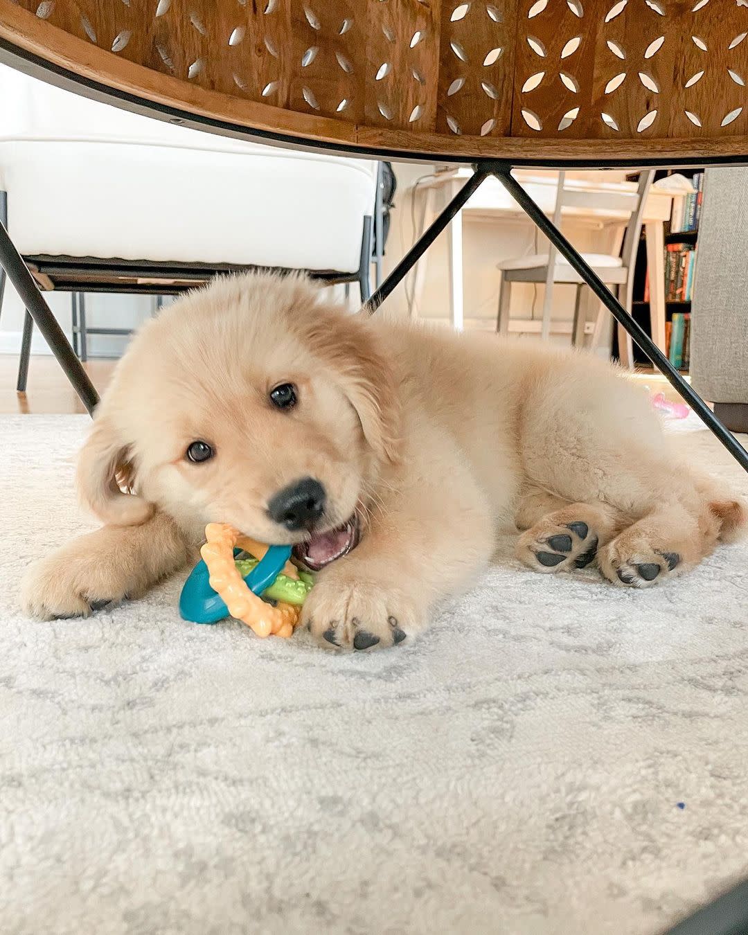 Nylabone Puppy Teething Rings
