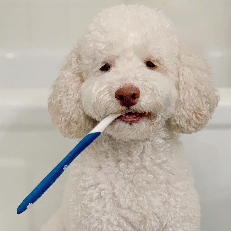 Nylabone Advanced Oral Care Dog Dental Kit