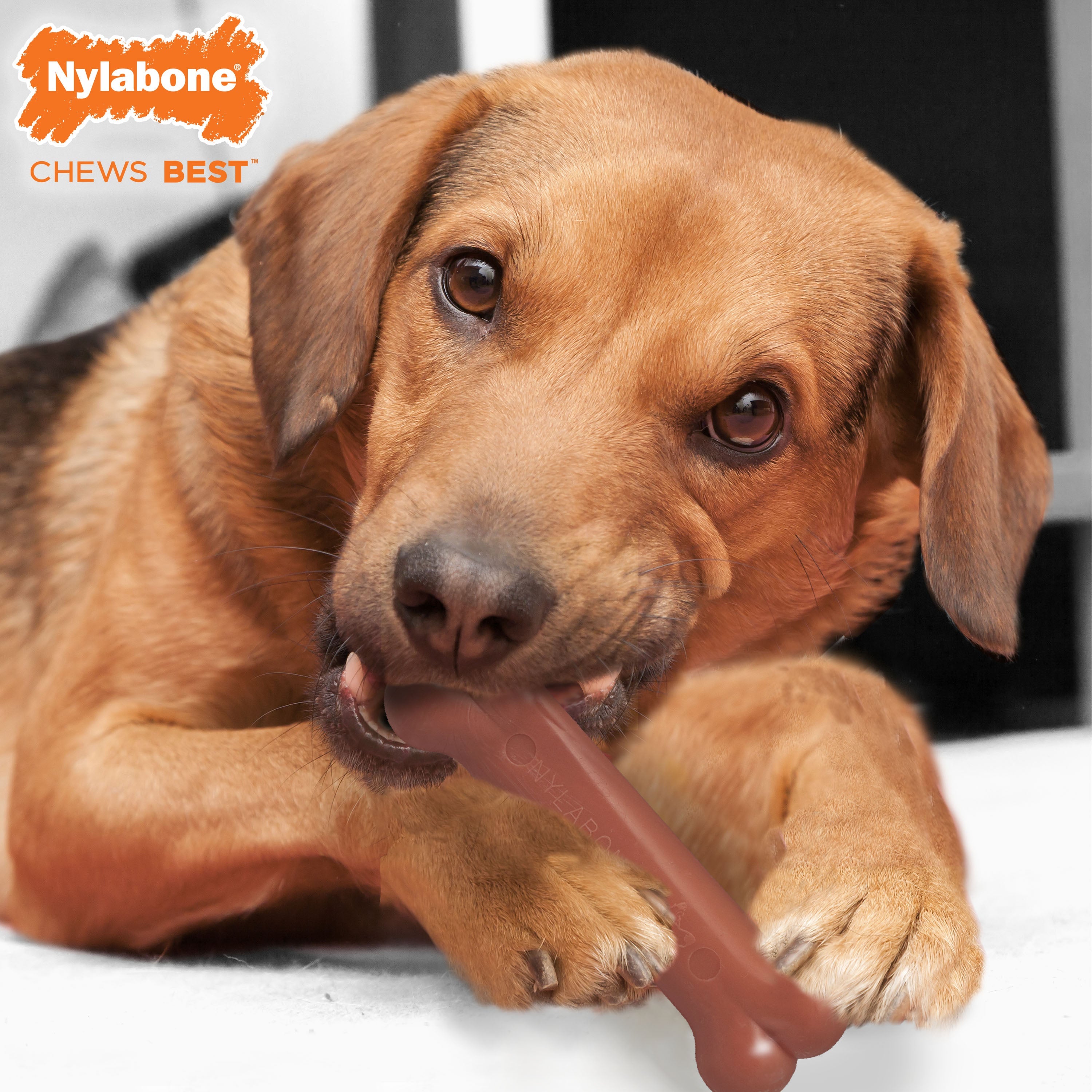 Nylabone Power Chew Bacon Chicken Durable Dog Chew Toy Pack Bacon Chicken, 1ea/Medium/Wolf Up To 35 Lbs. 2 ct