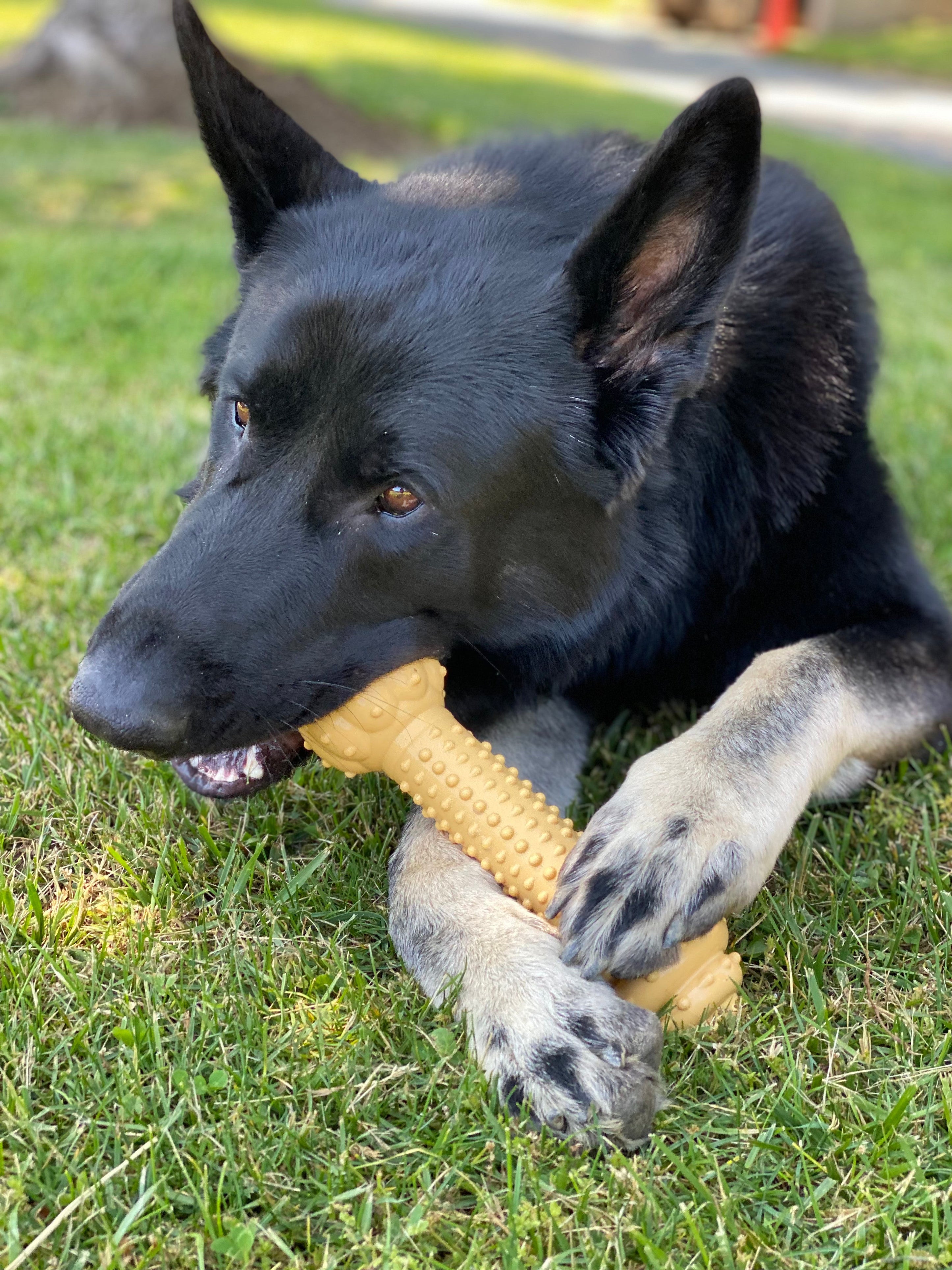Nylabone Barbell Power Chew Durable Dog Toy Peanut Butter, 1ea/XXL/Monster 50 Lbs. 1 ct