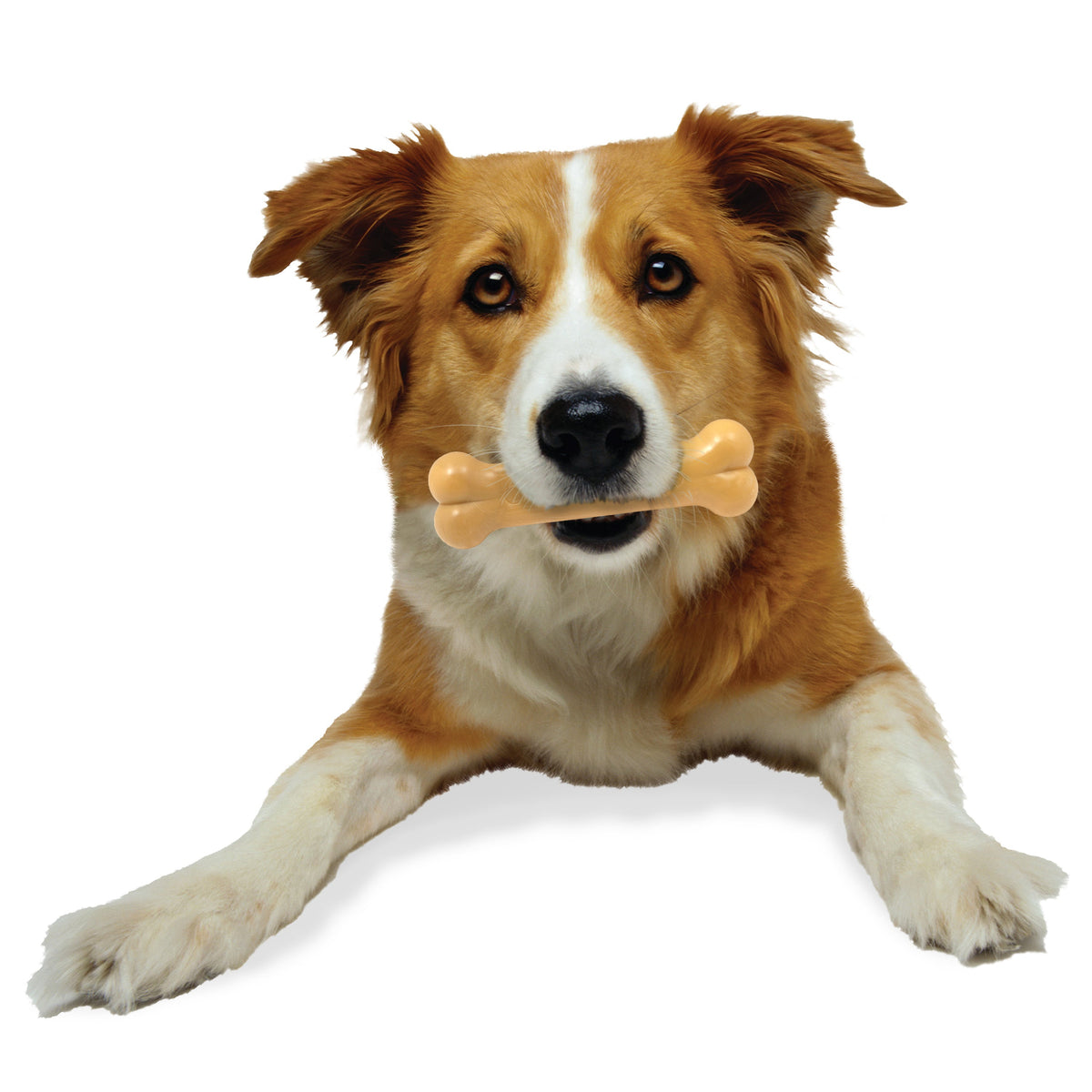 Nylabone Dura Chew Peanut Butter Wolf Blister Pack