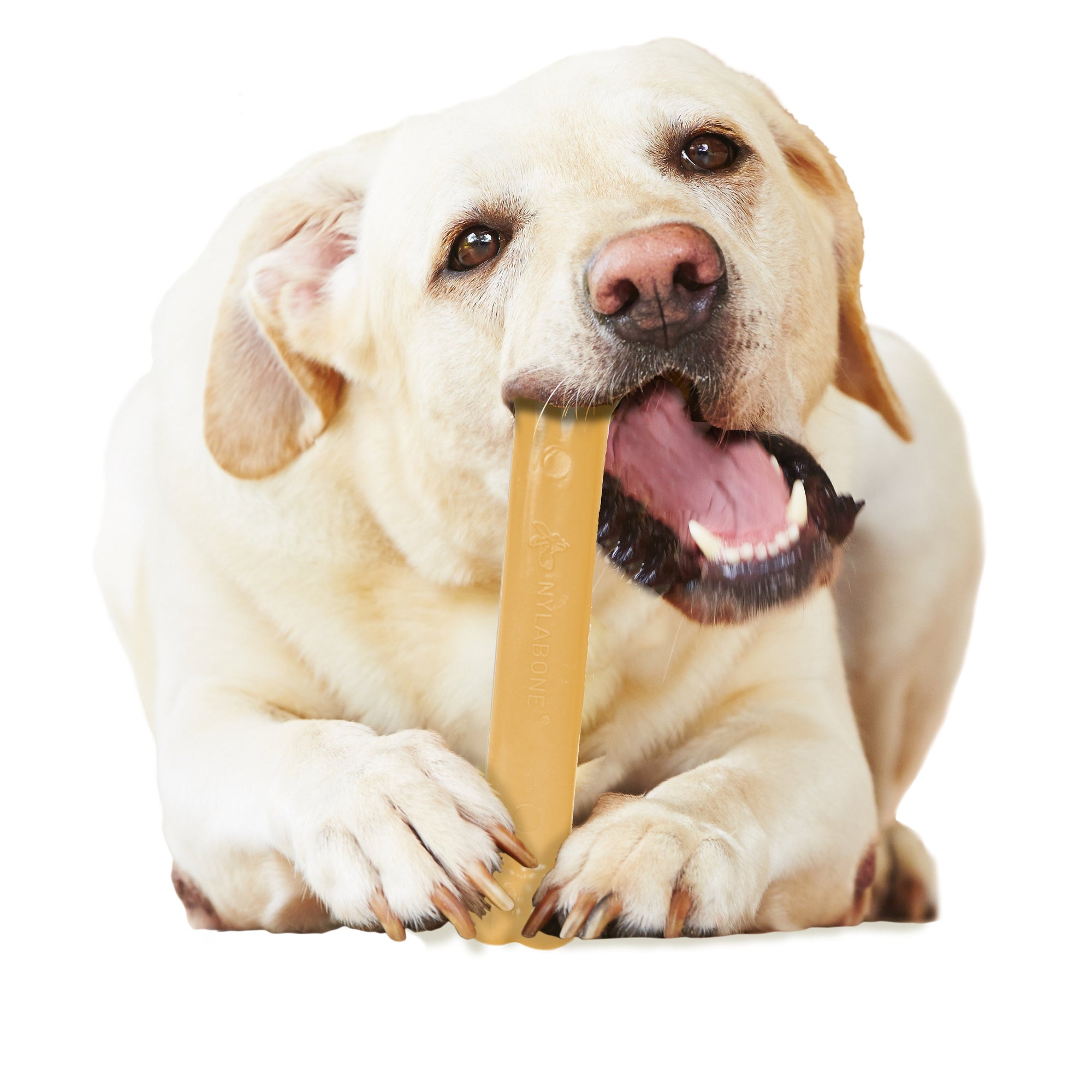 Nylabone Dura Chew Peanut Butter Giant Blister Pack