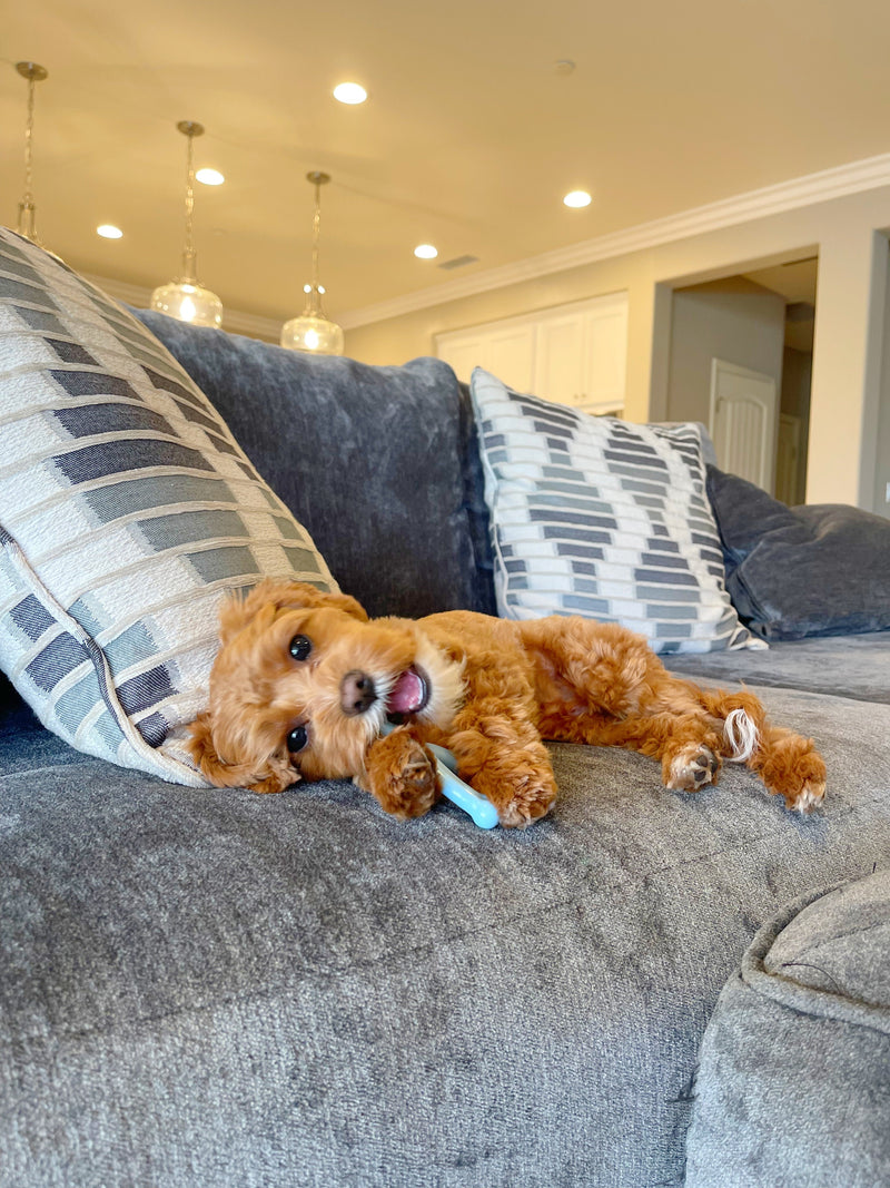 Nylabone Wishbone Puppy Chew Chicken Flavor Blue