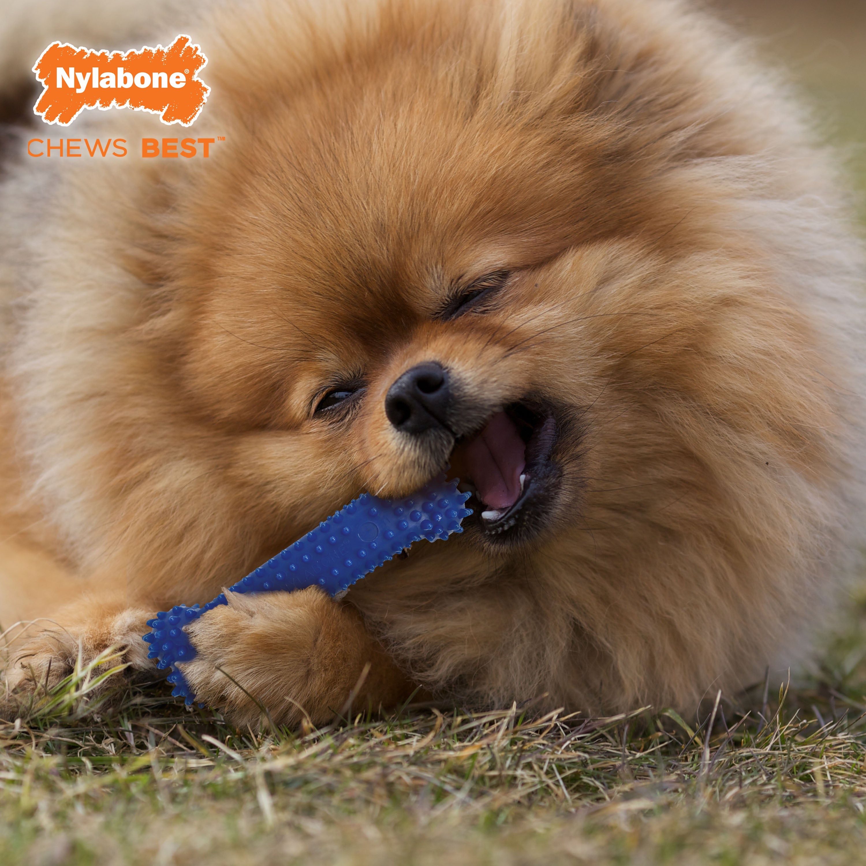 Nylabone Healthy Edibles and Flexi Chew Value Pack Chicken Bacon, 1ea/SMall/Regular Up To 25 Ibs. 3 ct