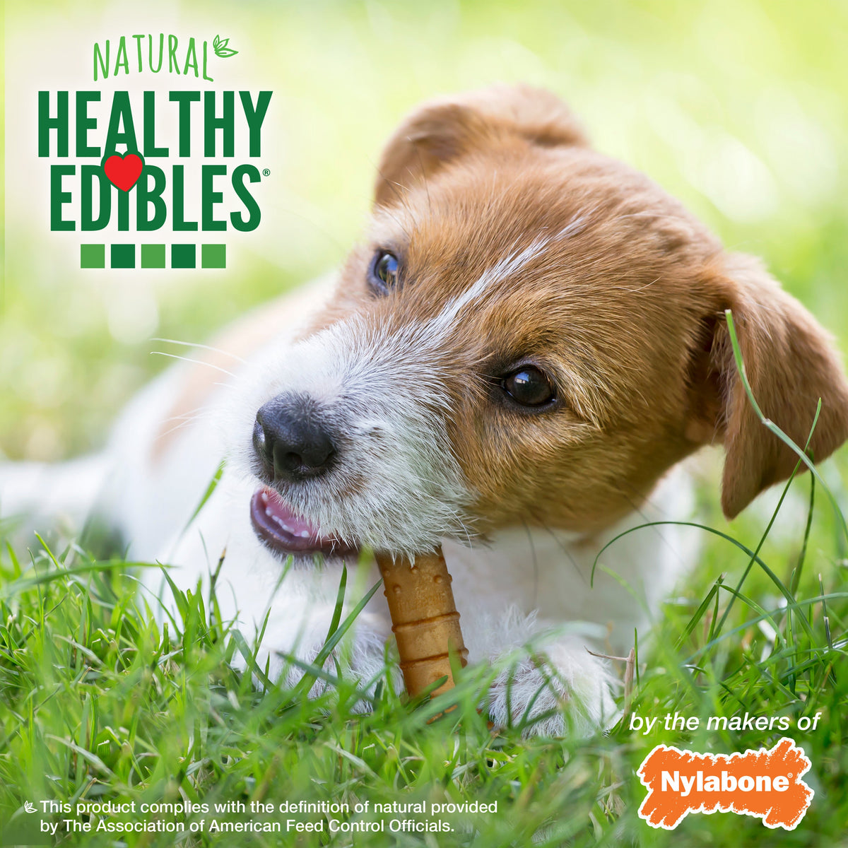 Nylabone Healthy Edibles AllNatural Long Lasting Turkey Apple Dog Chew Treats Turkey Apple, SMall/Regular Up To 25 Ibs. 4 ct