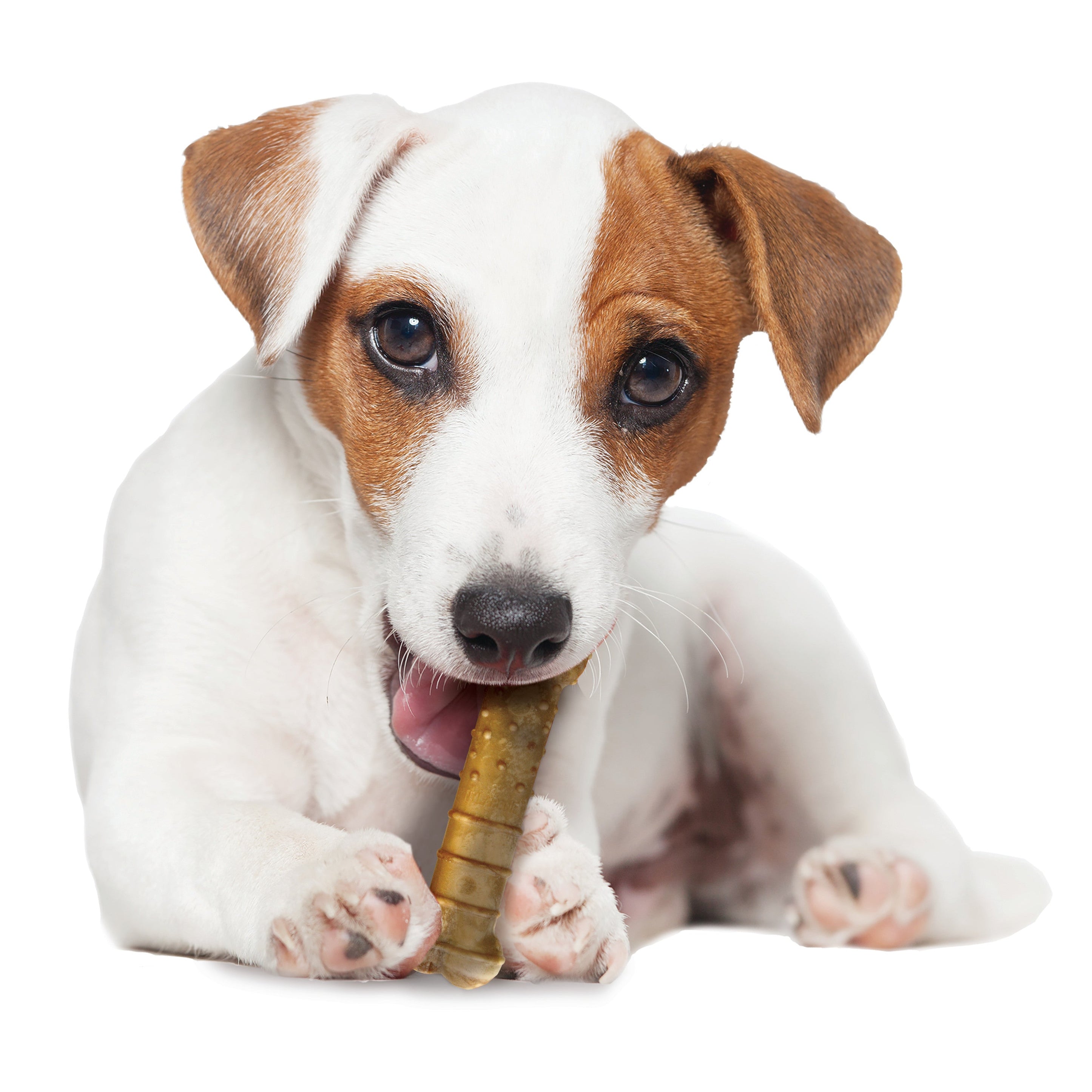 Nylabone Healthy Edibles AllNatural Long Lasting Chew Treats Turkey Apple, 1ea/SMall/Regular Up To 25 Ibs. 4 ct