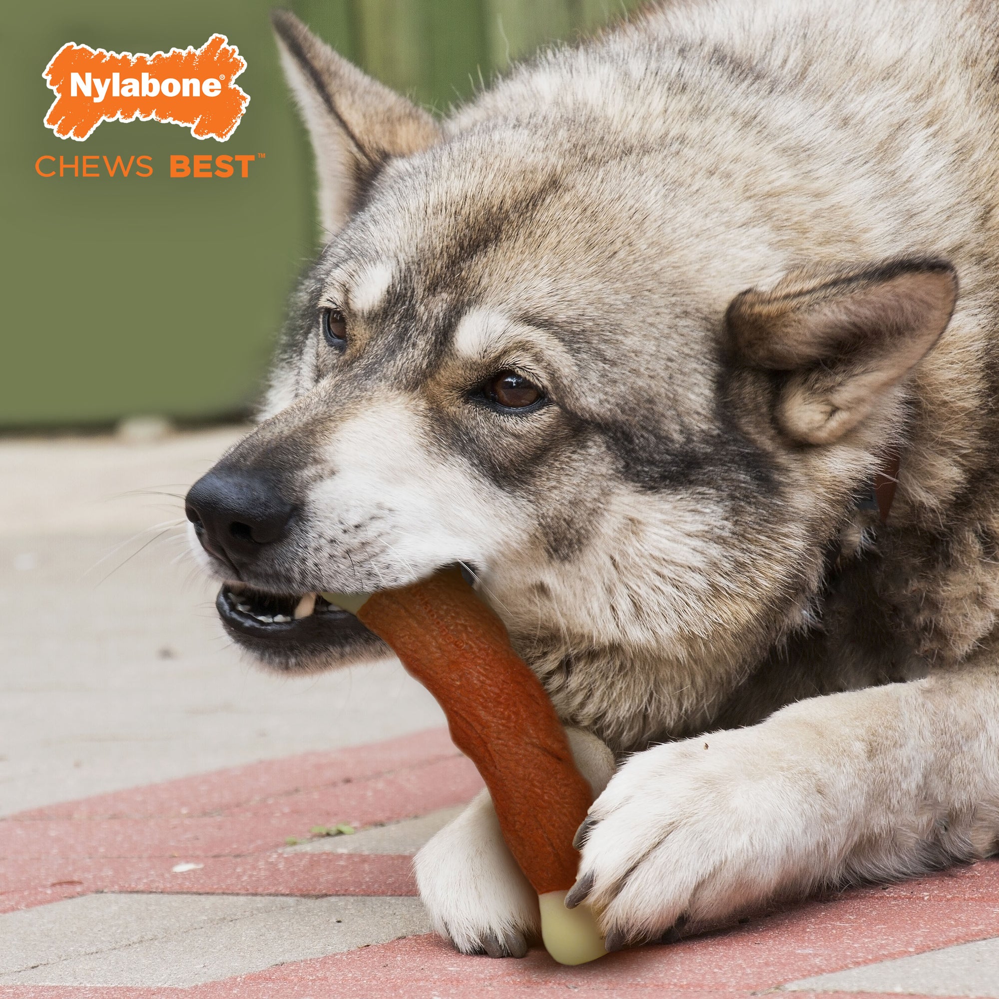 Nylabone Dura Chew Power Chew Meaty Rib Alternative Dog Chew Toy Beef