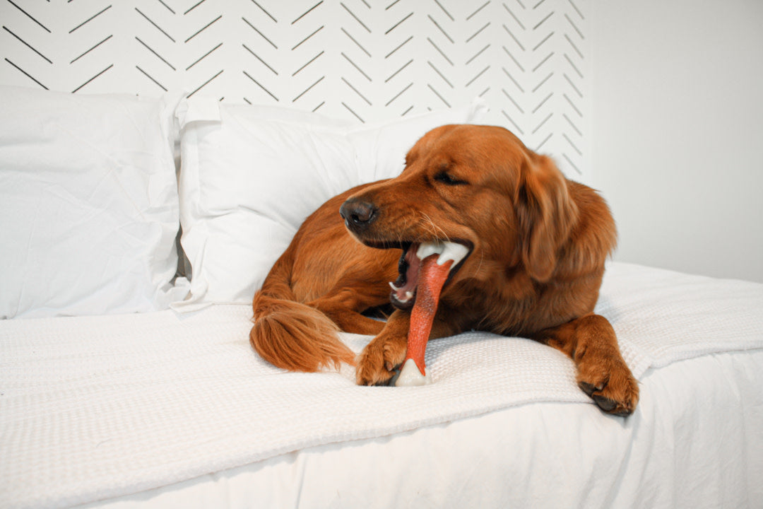 Nylabone Dura Chew Power Chew Femur Alternative Dog Chew Toy Beef Large