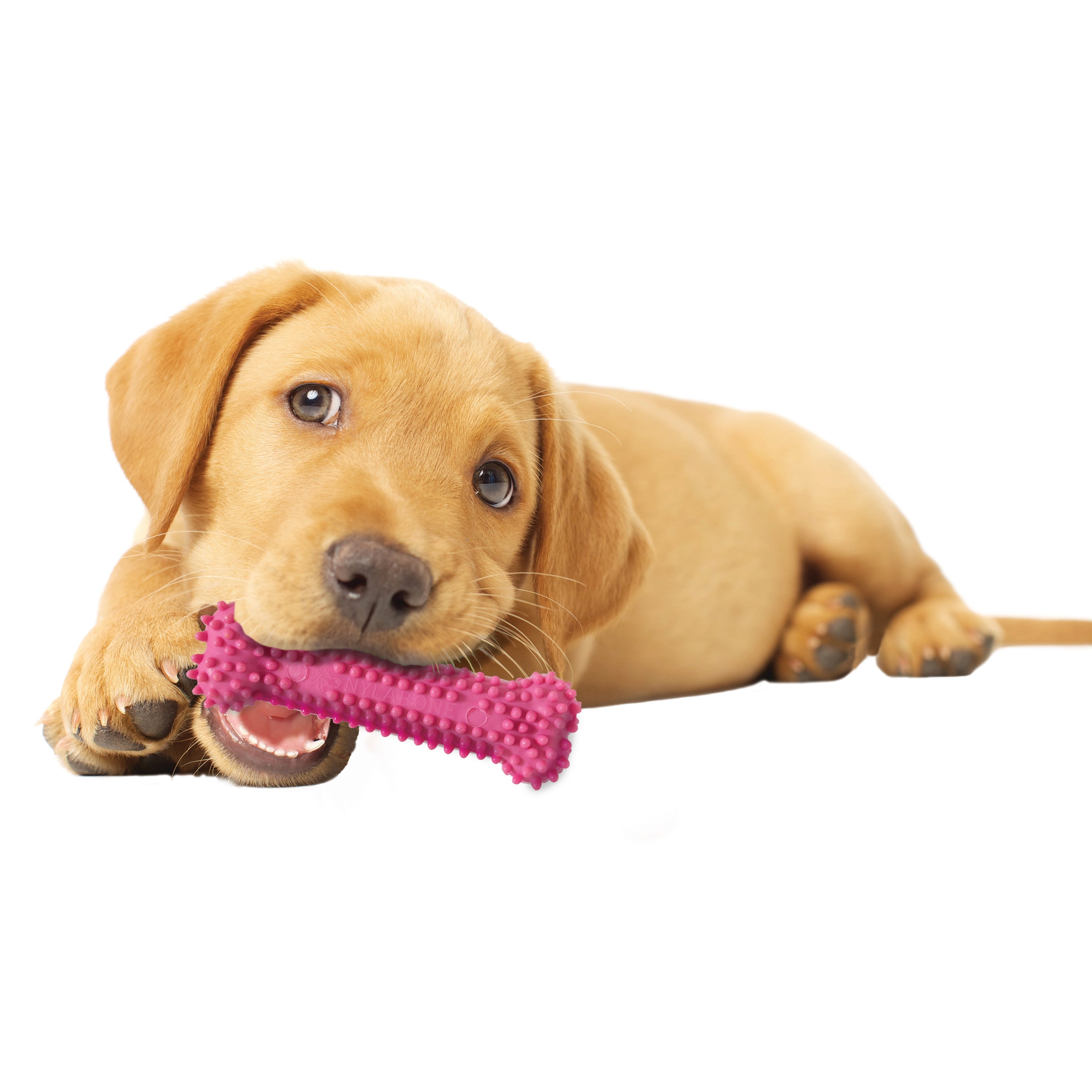 Nylabone Puppy Chew Variety Toy Treat Triple Pack Chicken Lamb Starter Kit, 1ea/SMall/Regular Up To 25 Ibs.