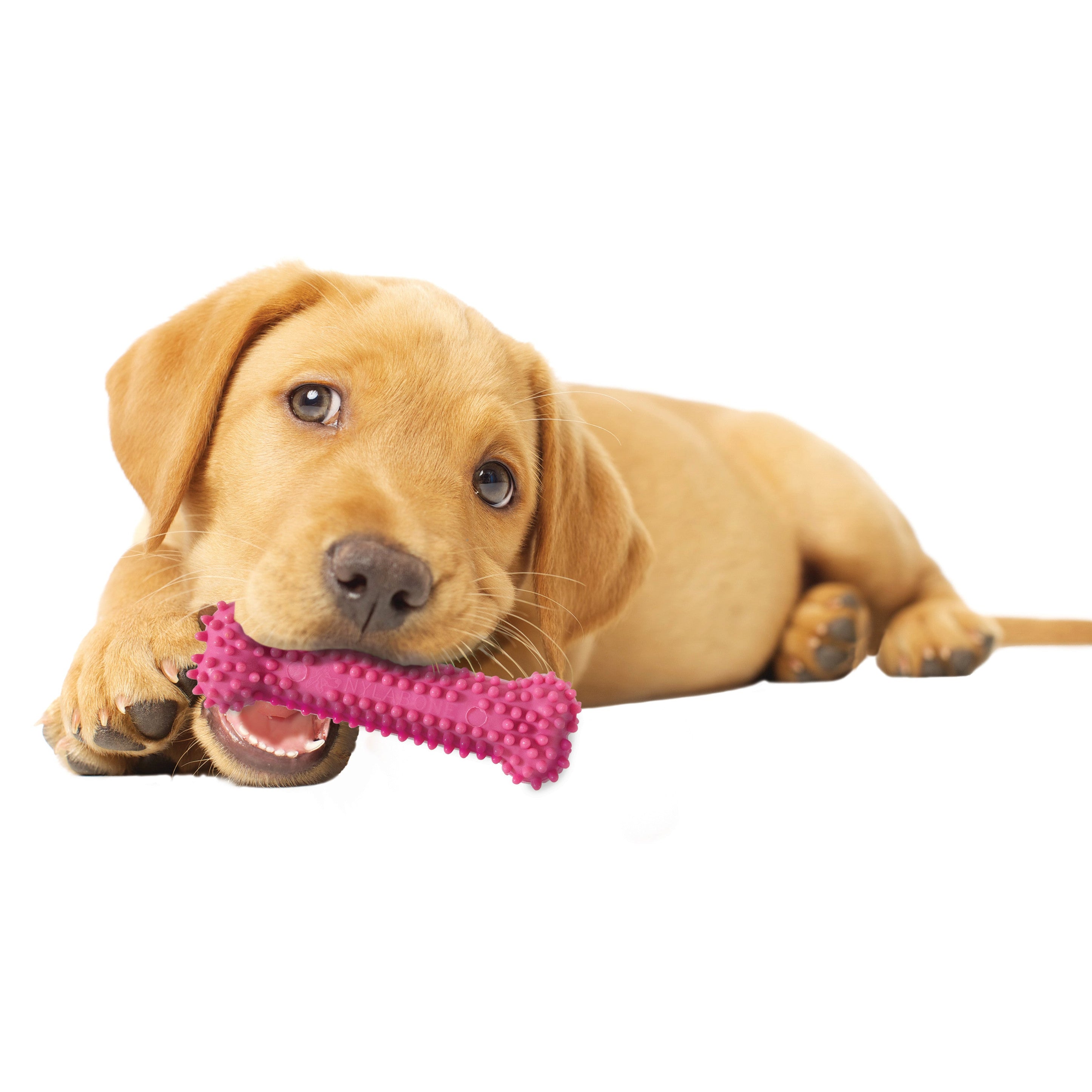 Nylabone Puppy Chew Variety Toy Treat Triple Pack Chicken Lamb Starter Kit, 1ea/SMall/Regular Up To 25 Ibs.