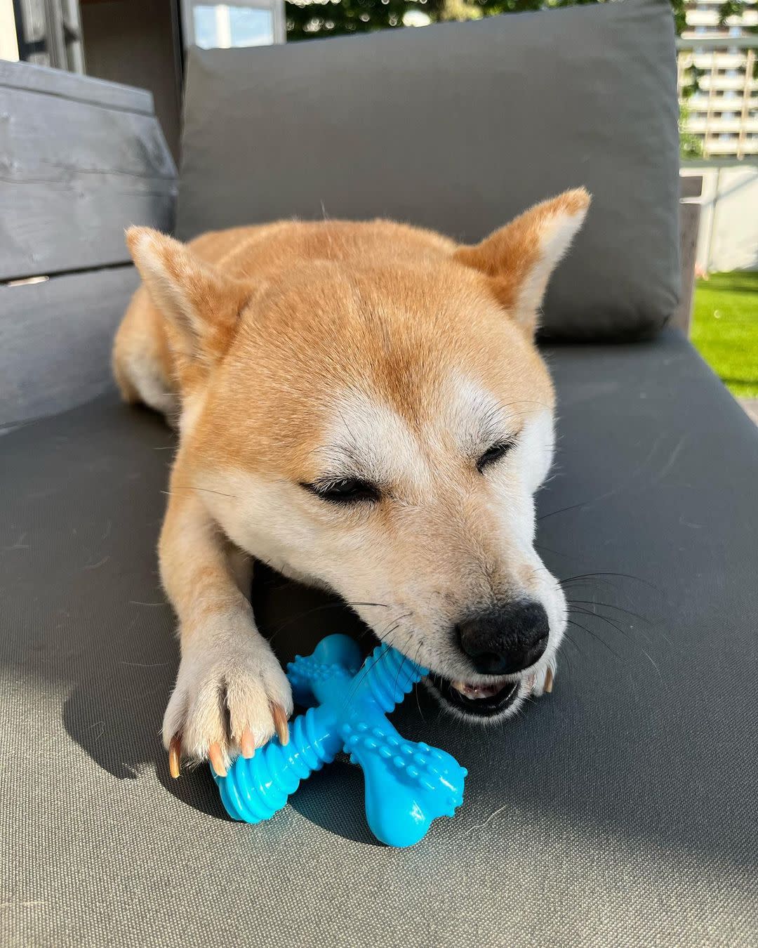 Nylabone Dura Chew X Bone Beef Flavor Small