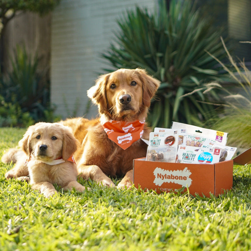 Nylabone Healthy Edibles WILD AllNatural Long Lasting Chew Treats Bison, 1ea/SMall/Regular Up To 25 Ibs. 16 ct