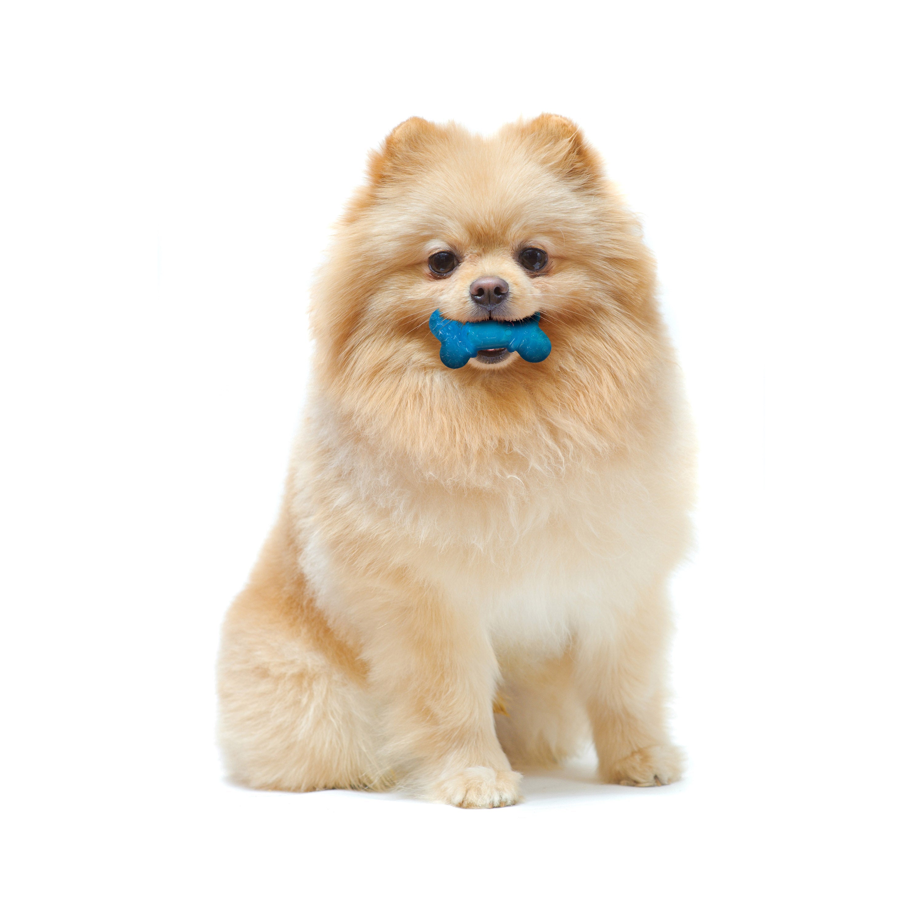 Nylabone Moderate Chew FlexiChew Bone Peanut Butter Bacon, Orange Blue, 1ea/XXS/Tiny Up To 8 Lbs. 2 ct