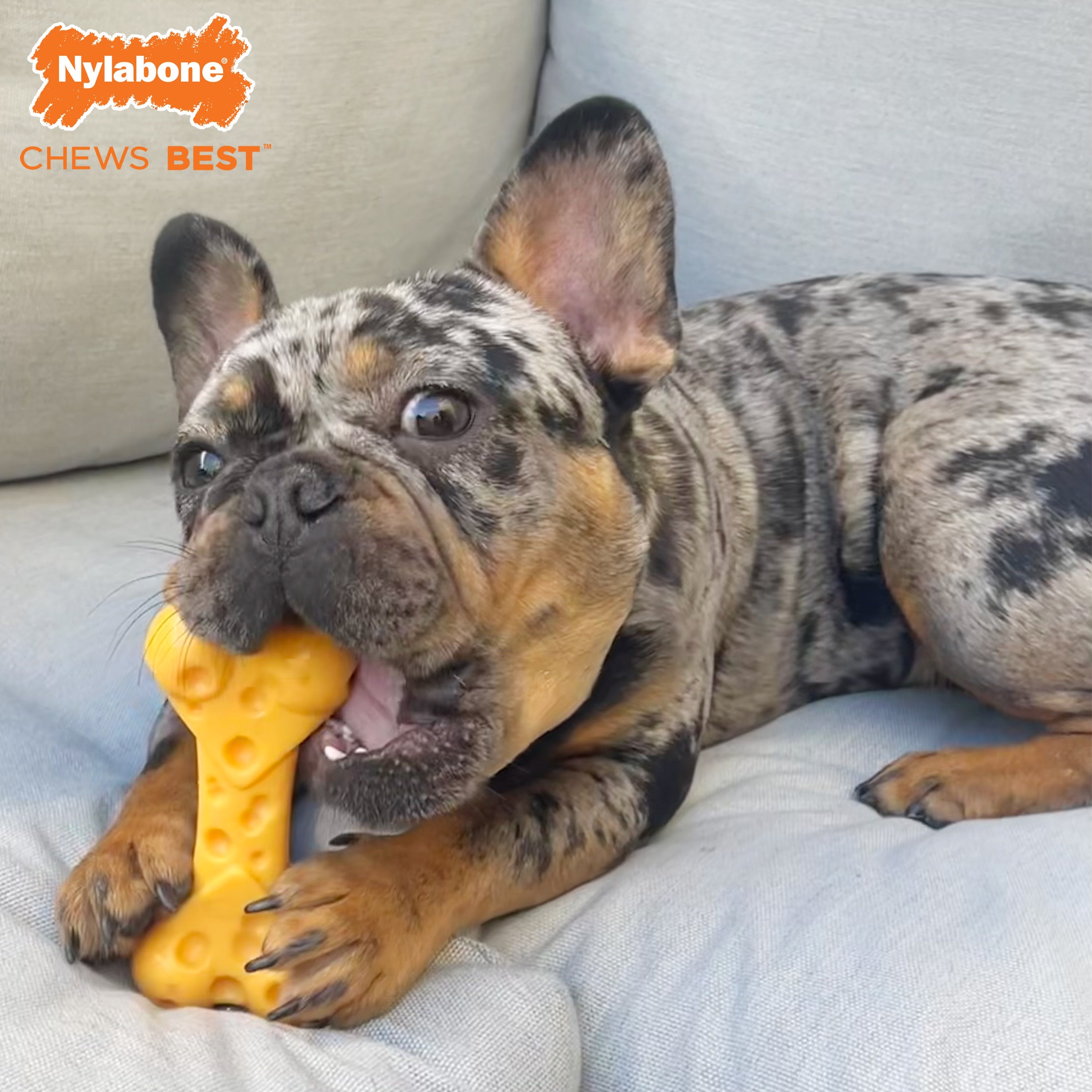 Nylabone Power Chew Cheese Dog Toy Cheese, 1ea/Medium/Wolf Up To 35 Lbs. 1 ct