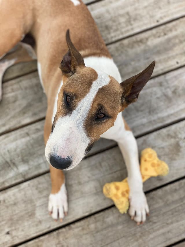 Nylabone Dura Chew Cheese Bone Wolf