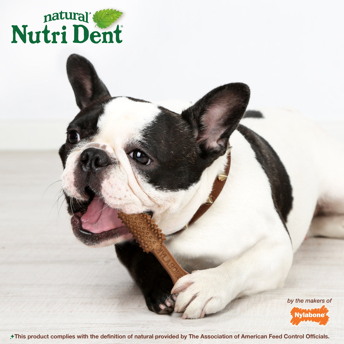 Nylabone Nutri Dent Filet Mignon Dog Dental Chews Filet Mignon Medium - 15 Lbs. To 30 lb (20 ct)