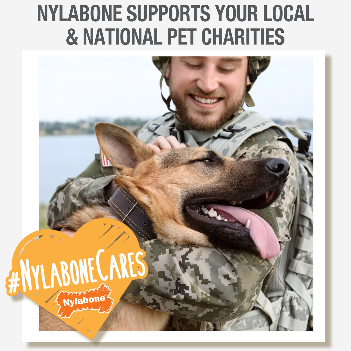 Nylabone Nutri Dent Filet Mignon Dog Dental Chews Filet Mignon Medium - 15 Lbs. To 30 lb (20 ct)