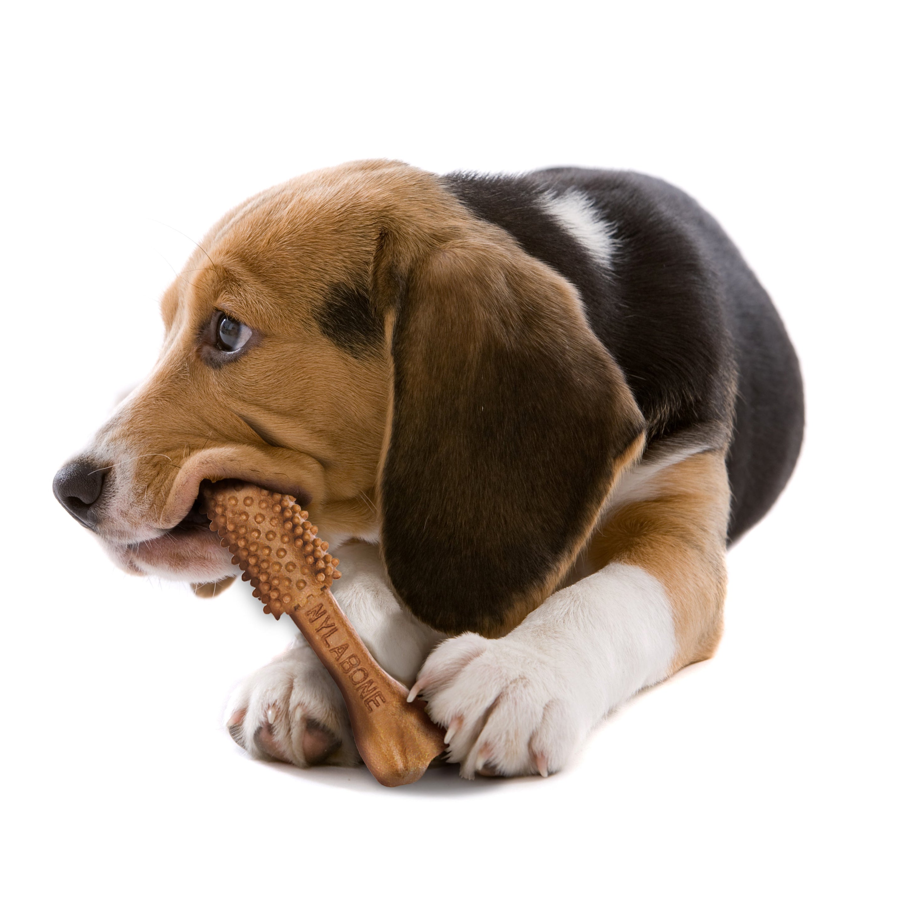 Nylabone Nutri Dent Filet Mignon Dog Dental Chews Filet Mignon Medium - 15 Lbs. To 30 lb (20 ct)