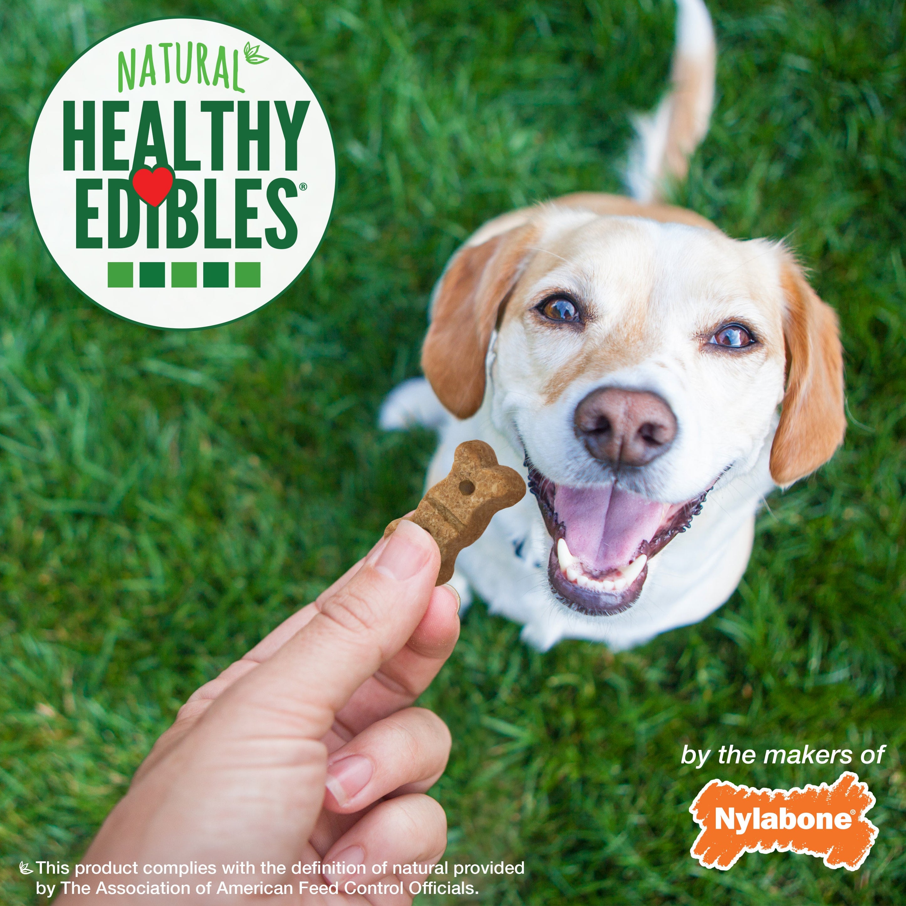 Nylabone Healthy Edibles Biscuits Grain Free Dog Treats Chicken & Veggie 1ea/12 oz