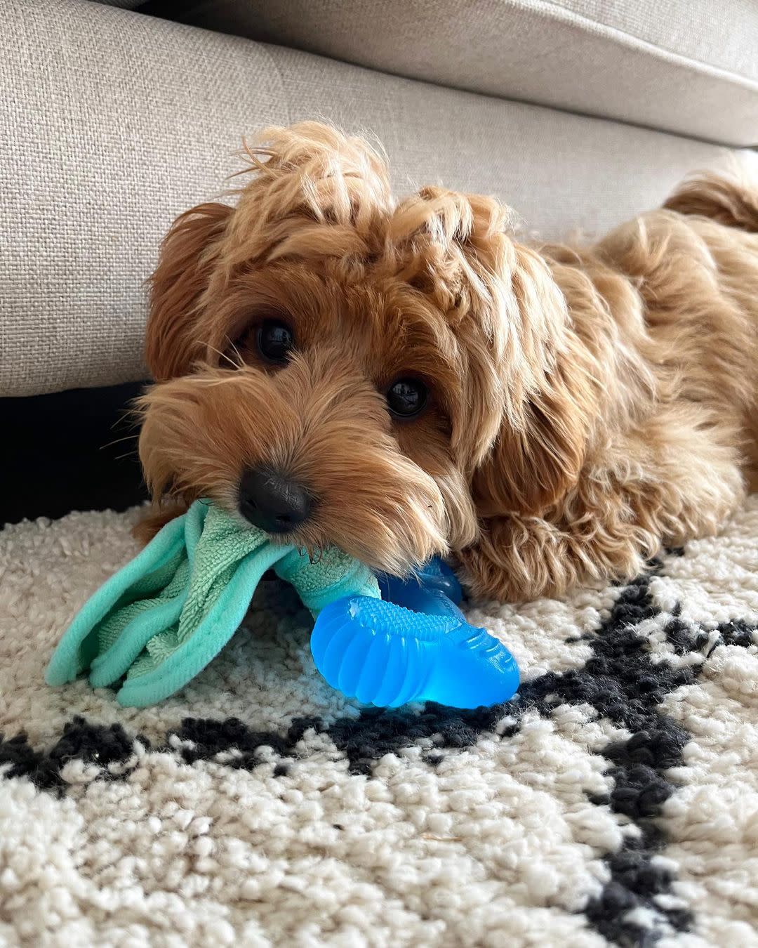 Nylabone Chill'n Chew Puppy Bone with Washcloth Peanut Butter