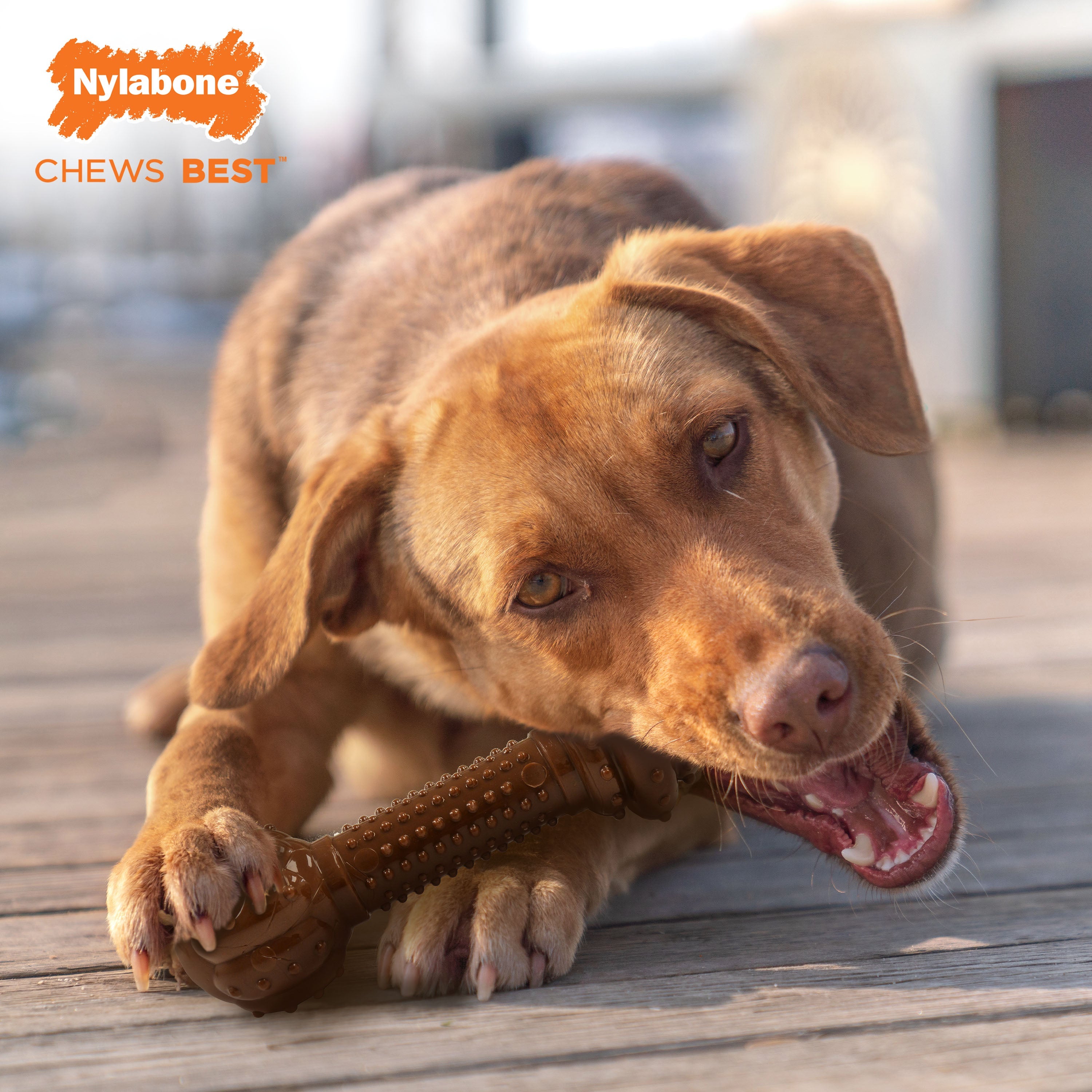 Nylabone Barbell Power Chew Durable Dog Toy Flavor Medley, 1ea/Large/Giant Up To 50 Lbs. 1 ct