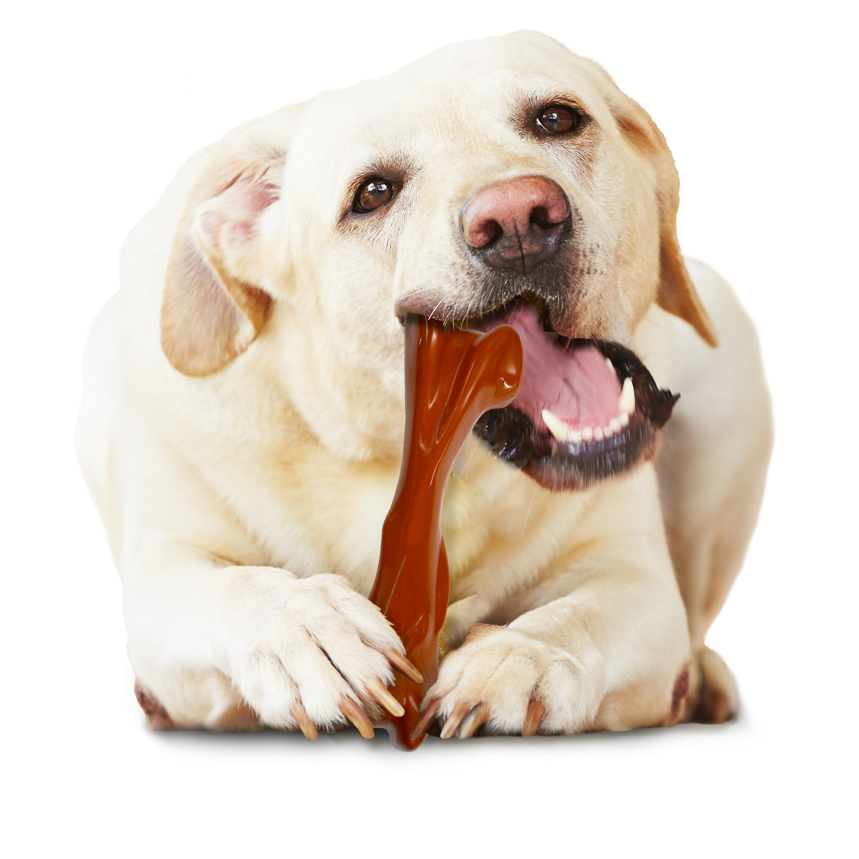 Nylabone Power Chew Bison Bone Alternative Nylon Chew Toy Bison, 1ea/Large/Giant Up To 50 Lbs. 1 ct