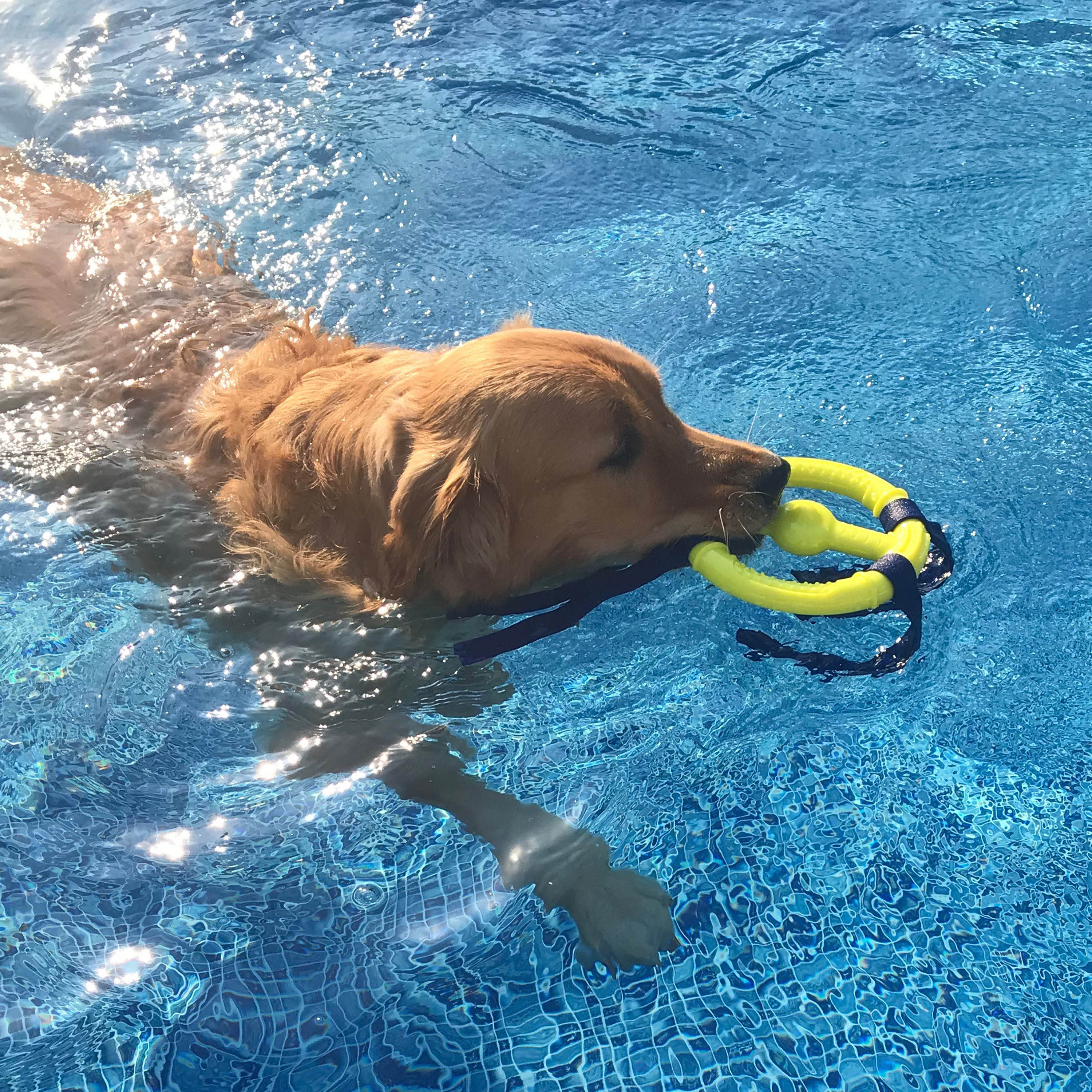 Nylabone Power Play Ring Thing Floatable Dog Toy 1ea/Medium/Wolf Up To 35 Lbs. 1 ct