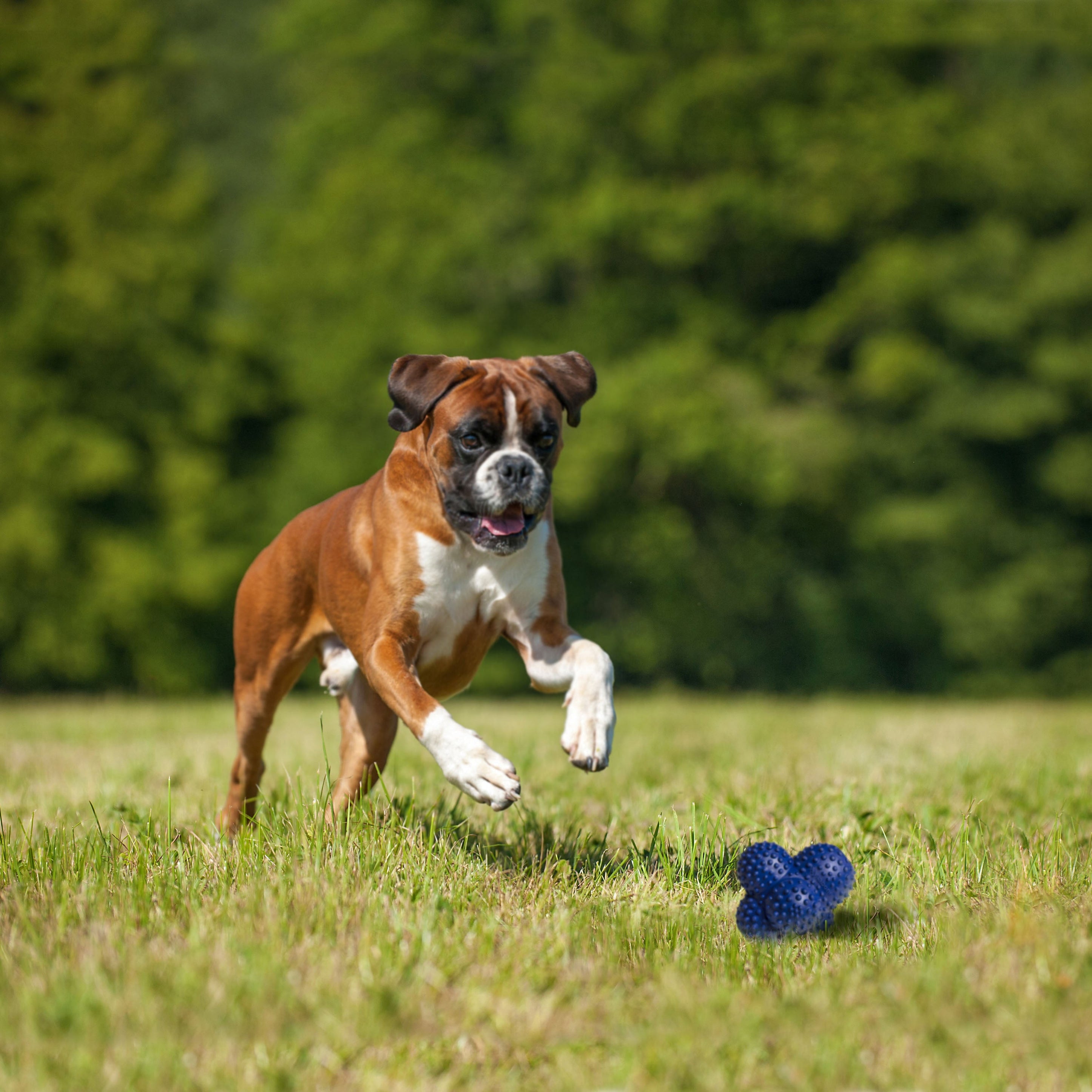 Nylabone Power Play Ball for Dogs Crazy Ball 1ea/Large/Giant Up To 50 Lbs. 1 ct