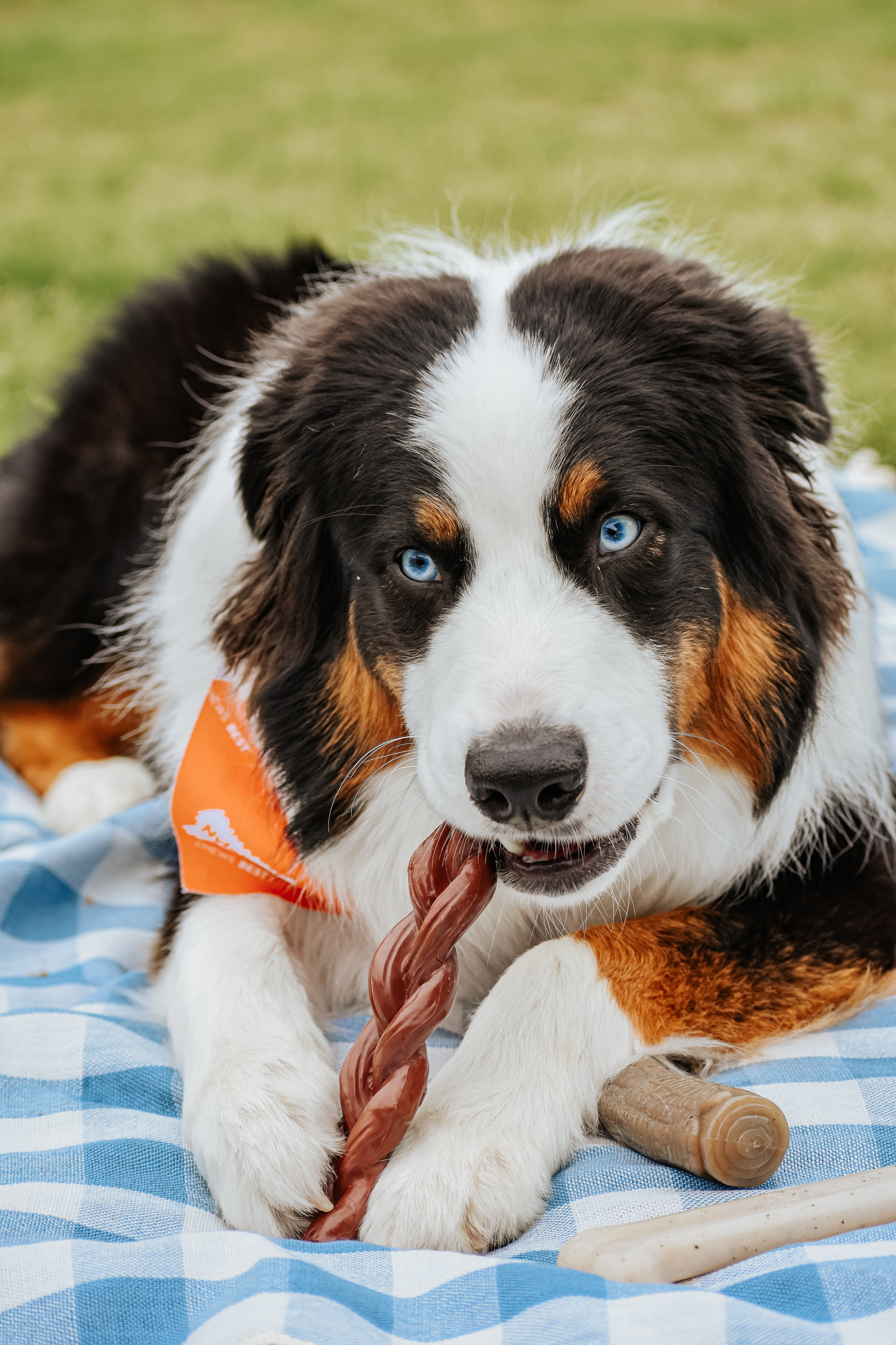 Nylabone Power Chew Braided Bully Stick Alternative Chew Toy Beef, 1ea/Large/Giant Up To 50 Lbs. 1 ct