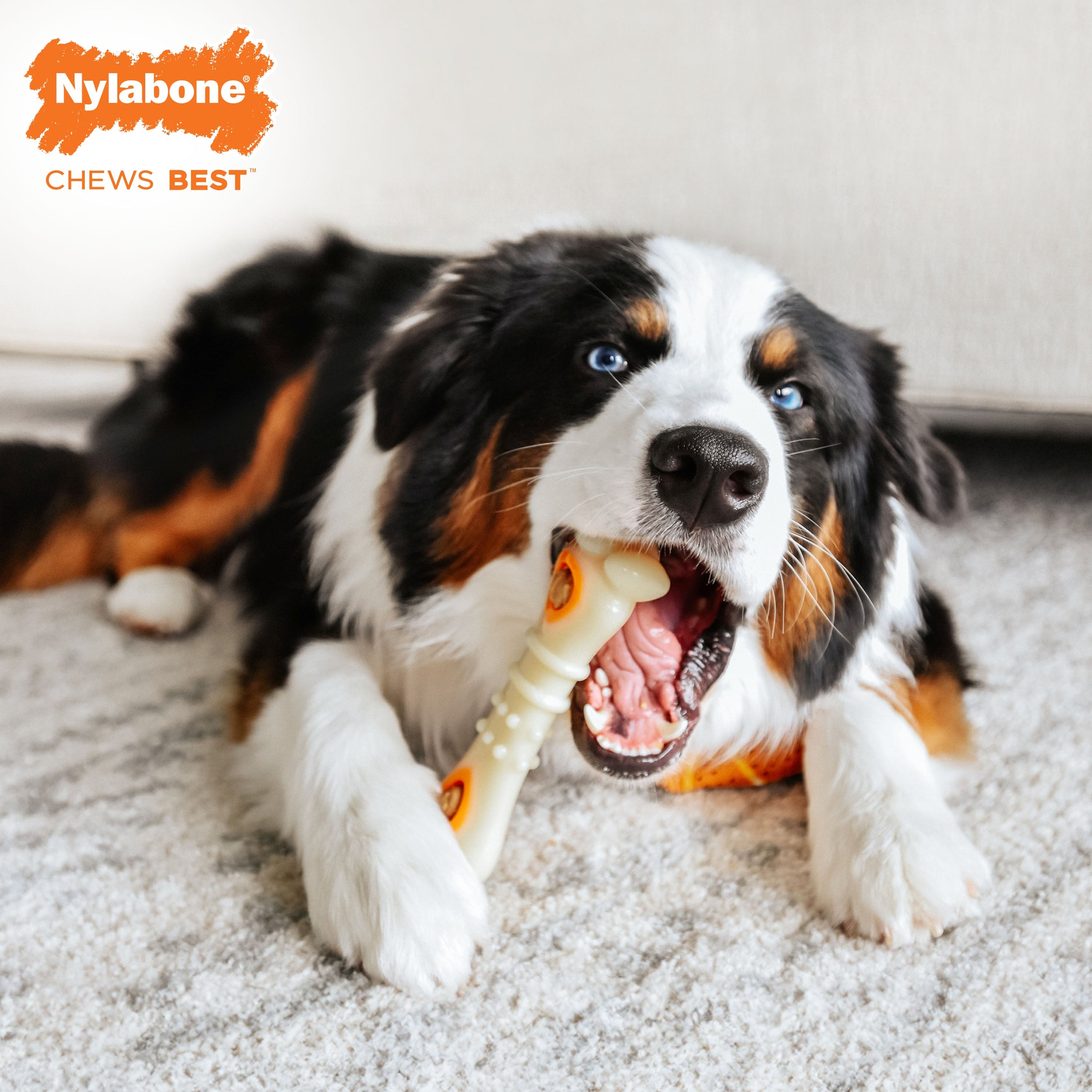 Nylabone Power Chew Souper Bone PopIn Treat Toy Combo Chicken, 1ea/Medium/Wolf Up To 35 Lbs. 1 ct