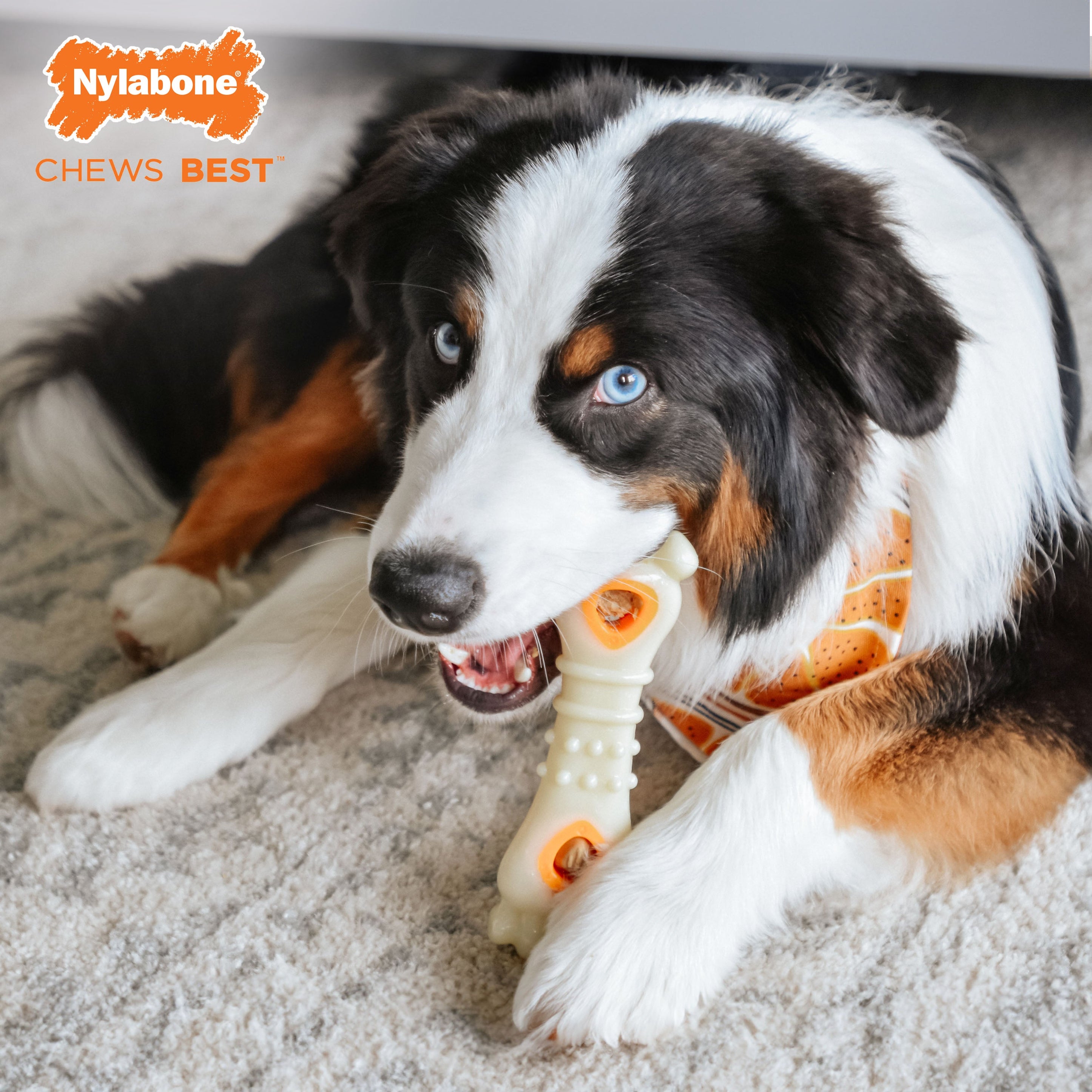 Nylabone Power Chew Souper Bone PopIn Treat Toy Combo Chicken, 1ea/Large/Giant Up To 50 Lbs. 1 ct