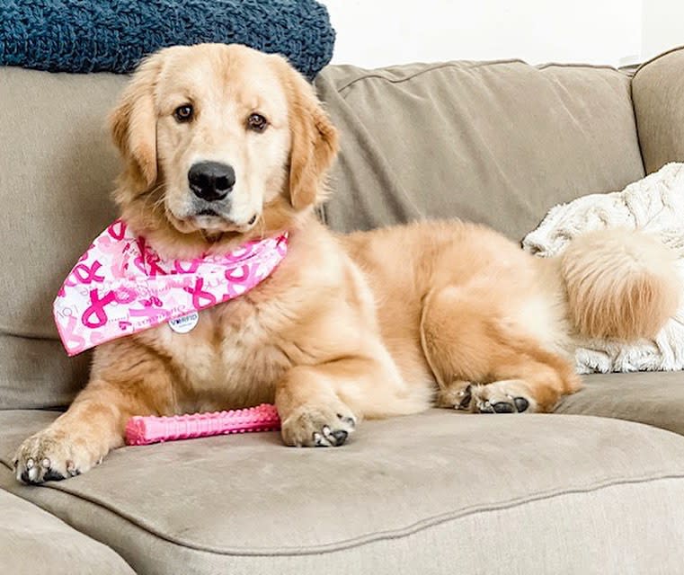 Nylabone Power Chew Breast Cancer Awareness Pink Souper Bone Dog Chew Toy Chicken, 1ea/XL/Souper 50 Lbs. 1 ct