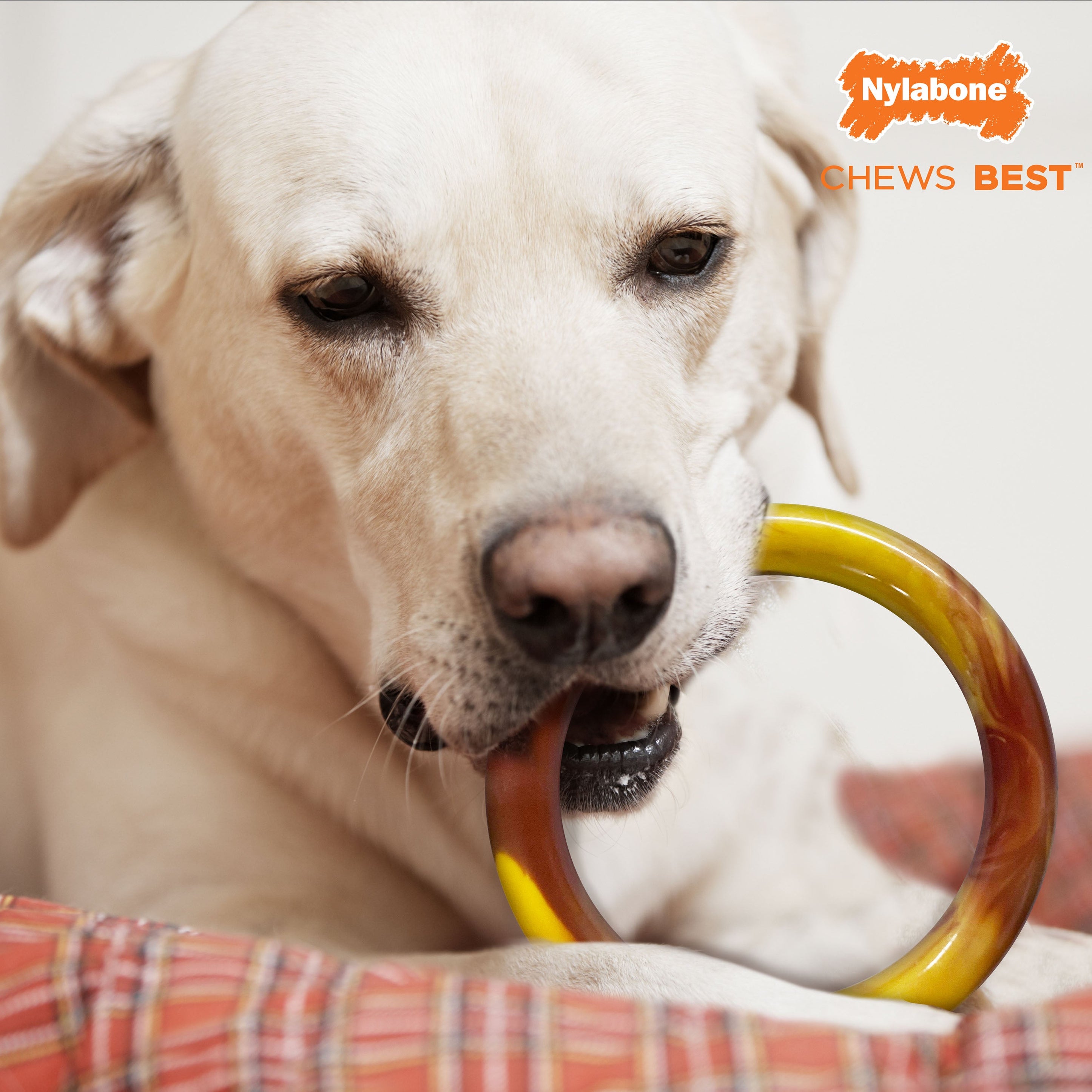Nylabone Power Chew Flavor Frenzy Ring Dog Chew Toy Bacon Cheeseburger, 1ea/Large/Giant Up To 50 Lbs. 1 ct