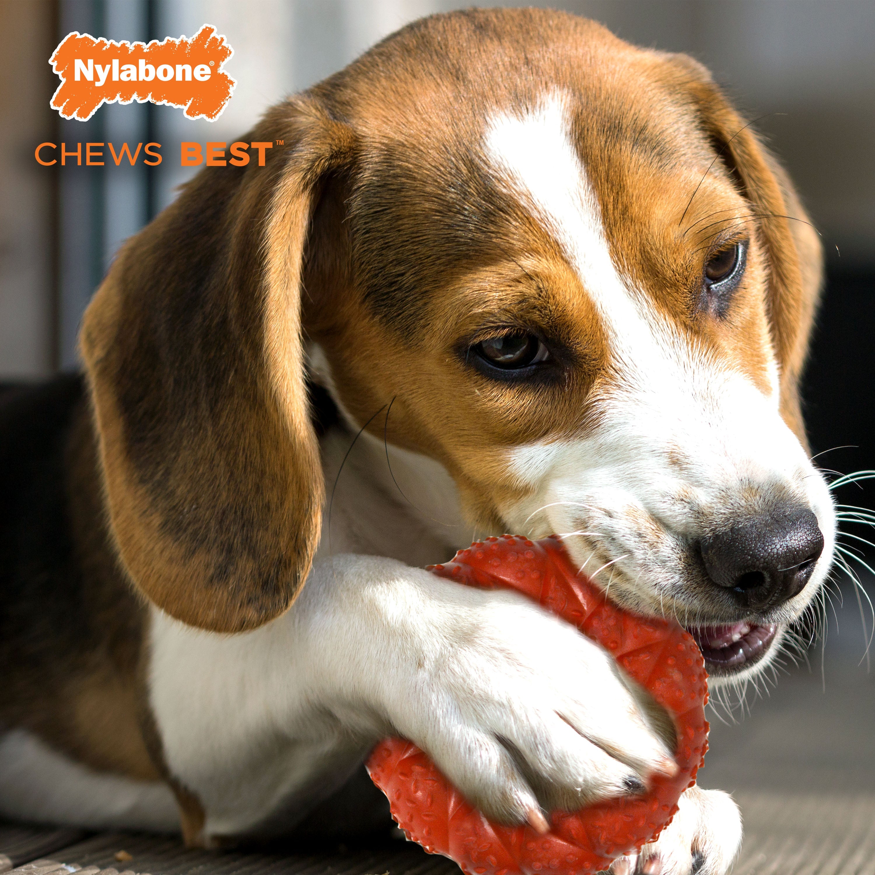 Nylabone Strong Chew Braided Dog Ring Chew Toy Beef, 1ea/Medium/Wolf Up To 35 Lbs. 1 ct