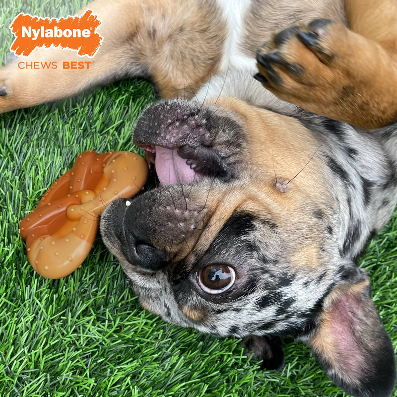 Nylabone Power Chew Pretzel Dog Toy Bacon Peanut Butter, 1ea/SMall/Regular Up To 25 Ibs. 1 ct