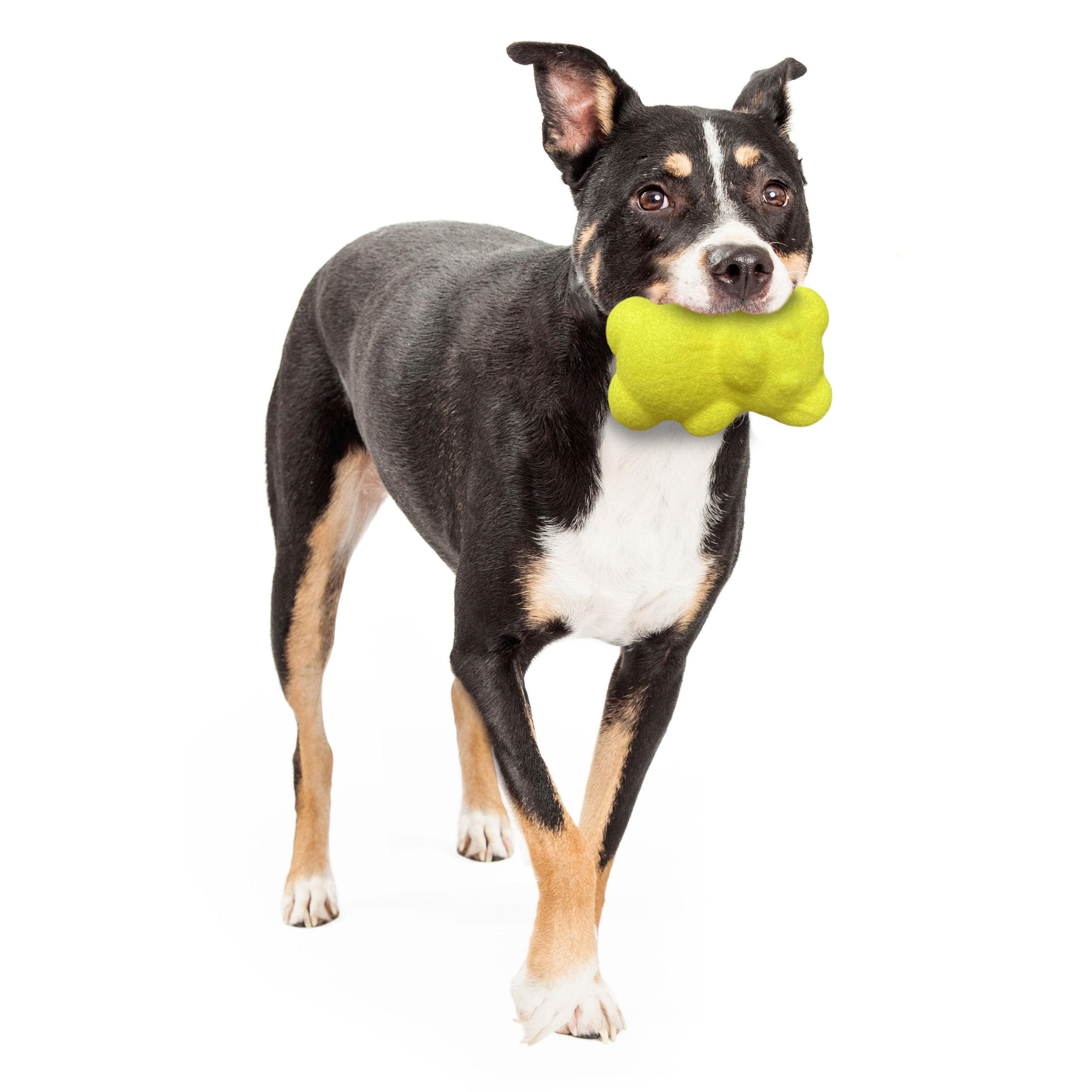 Nylabone Power Play Tennis Teddy Gripz Bear Dog Toy 1ea/Medium/Wolf Up To 35 Lbs. 1 ct