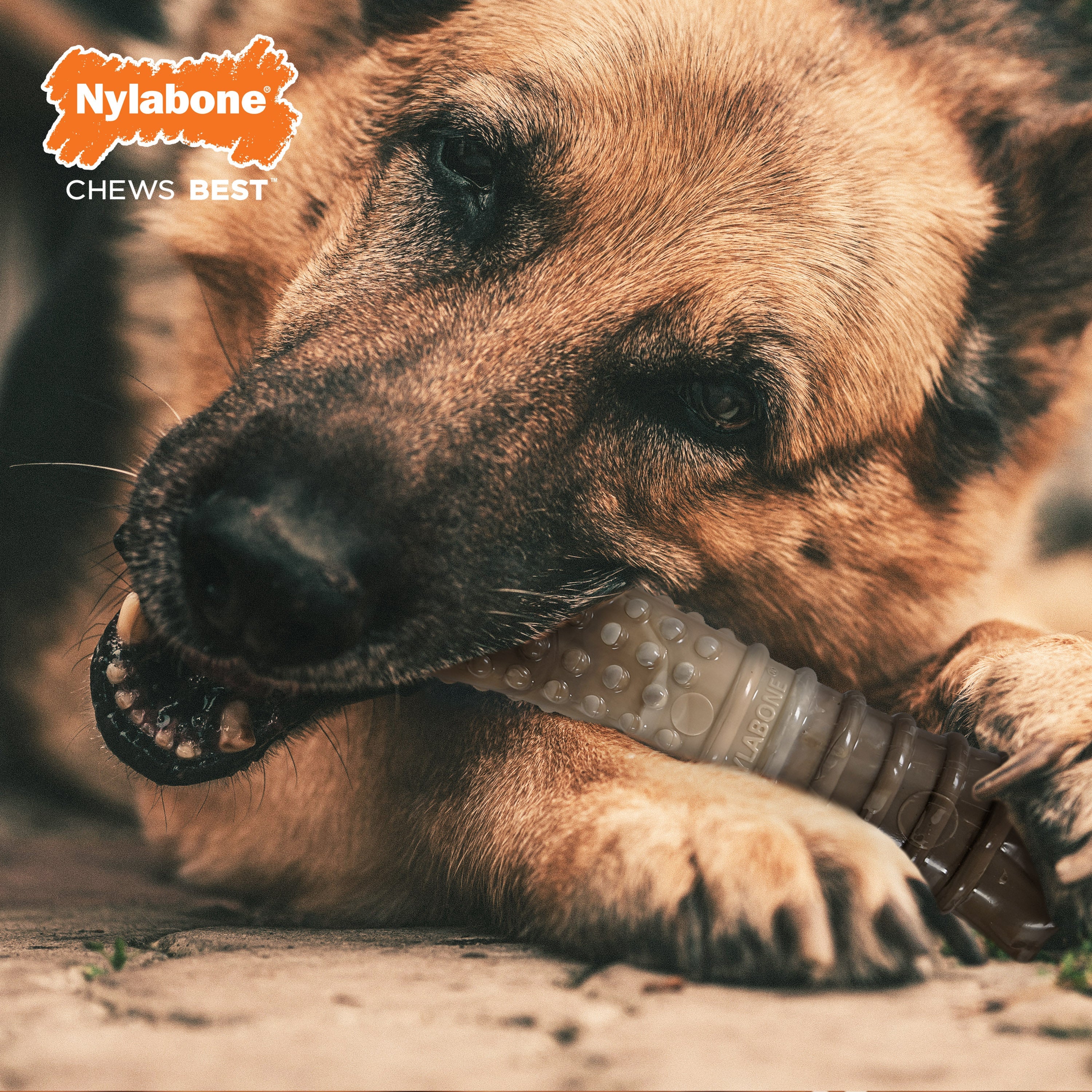 Nylabone Power Chew Camo Dog Toy Display 4ea