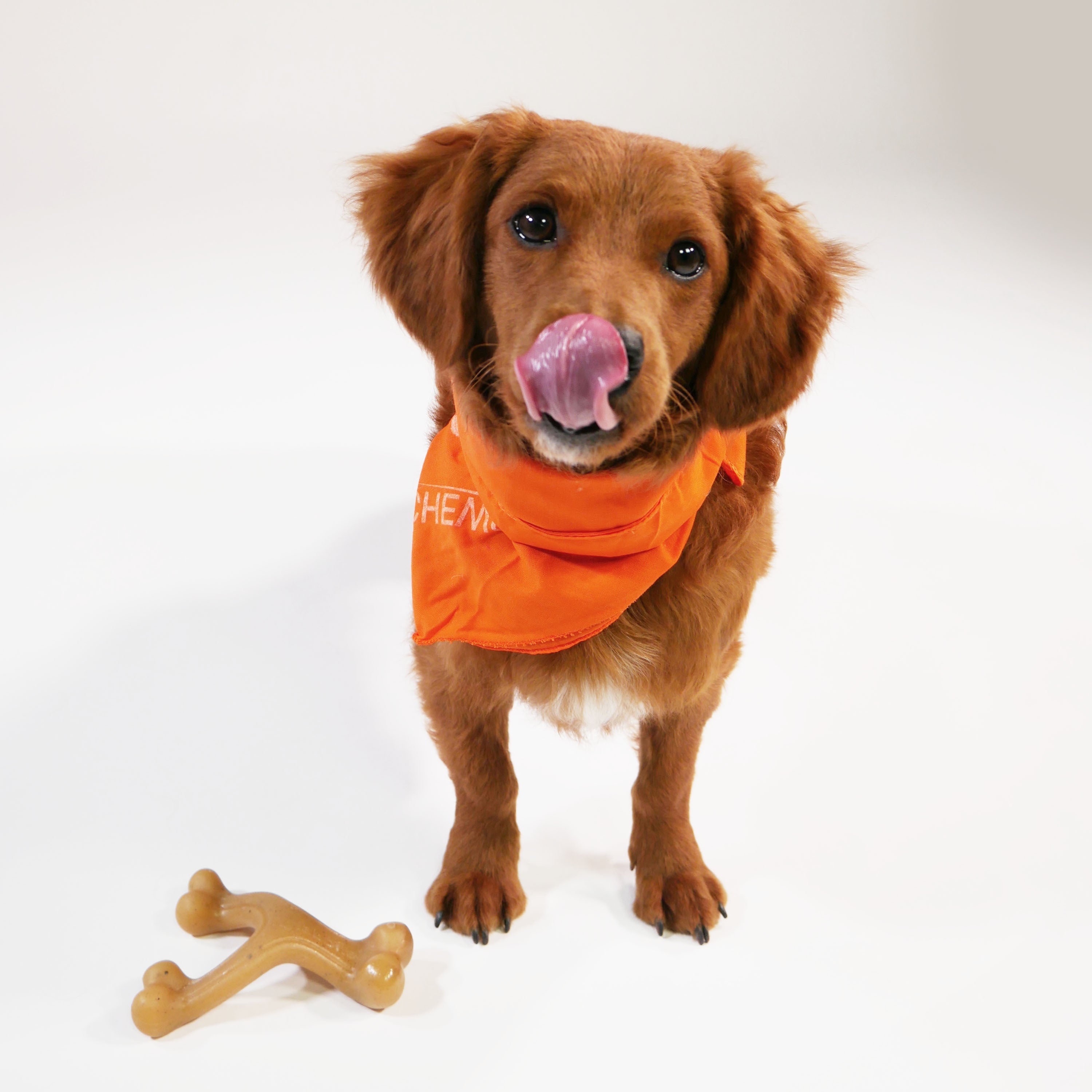 Nylabone Gourmet Style Strong Chew Wishbone Dog Chew Toy Chicken, 1ea/SMall/Regular Up To 25 Ibs. 1 ct