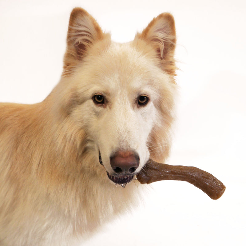 Nylabone Gourmet Style Strong Chew Stick Dog Toy Peanut Butter Souper/X-Large
